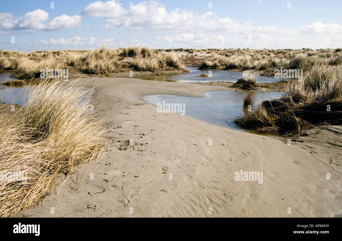east head at west wittering Stock Photo Alamy