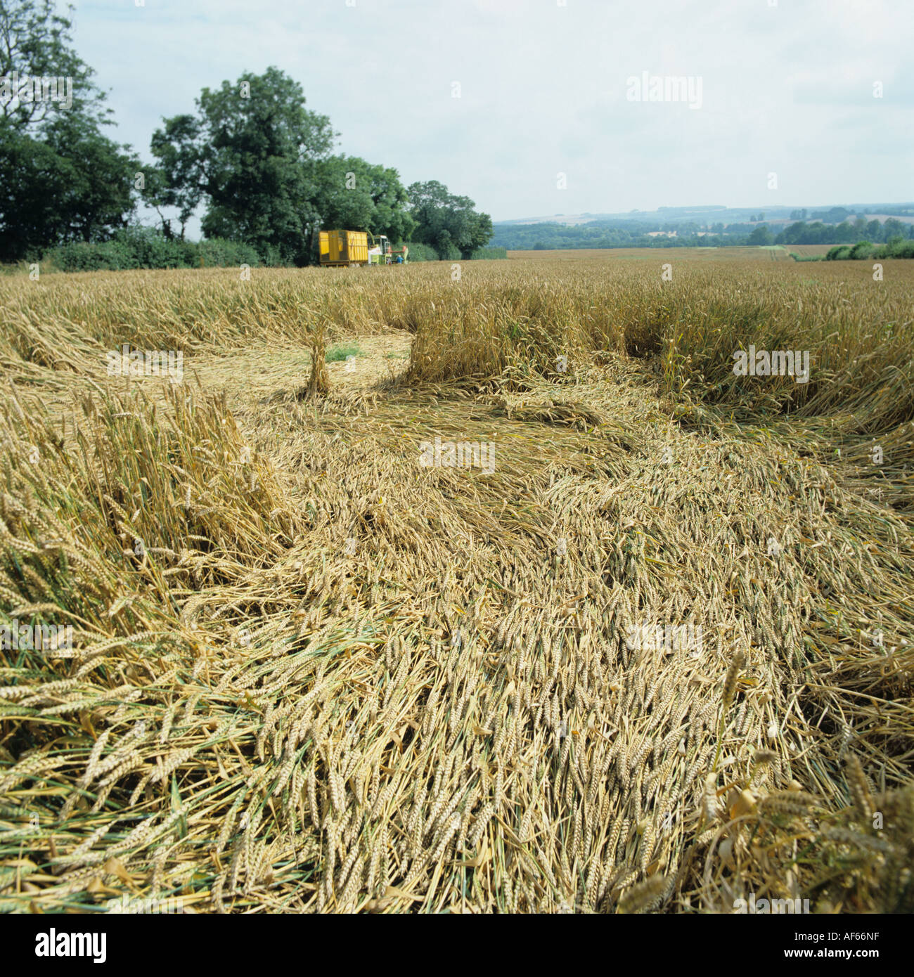 A lodged flattened wheat crop after summer storms Stock Photo