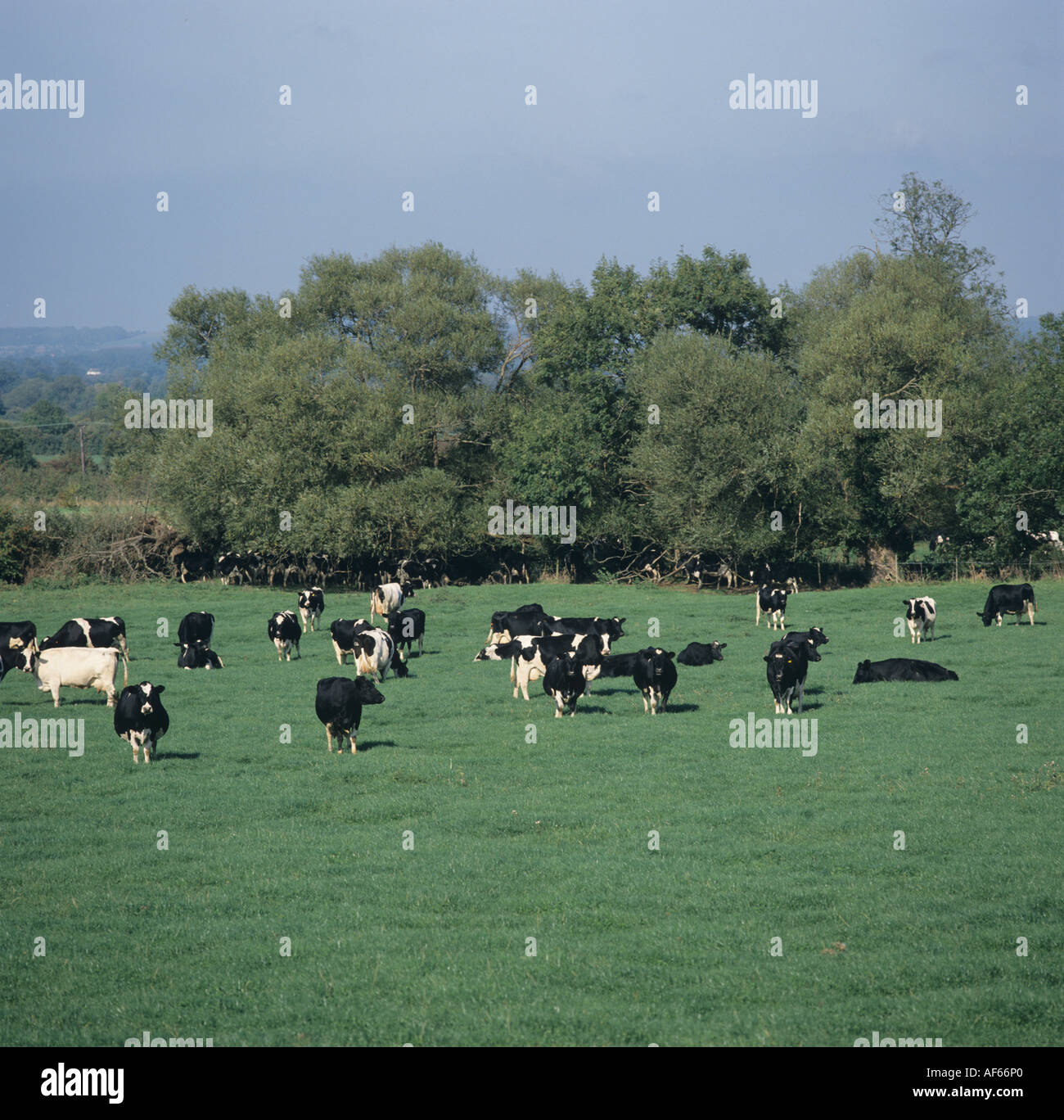 Friesian Holstein dairy cows grazing on pasture on an organic farm ...