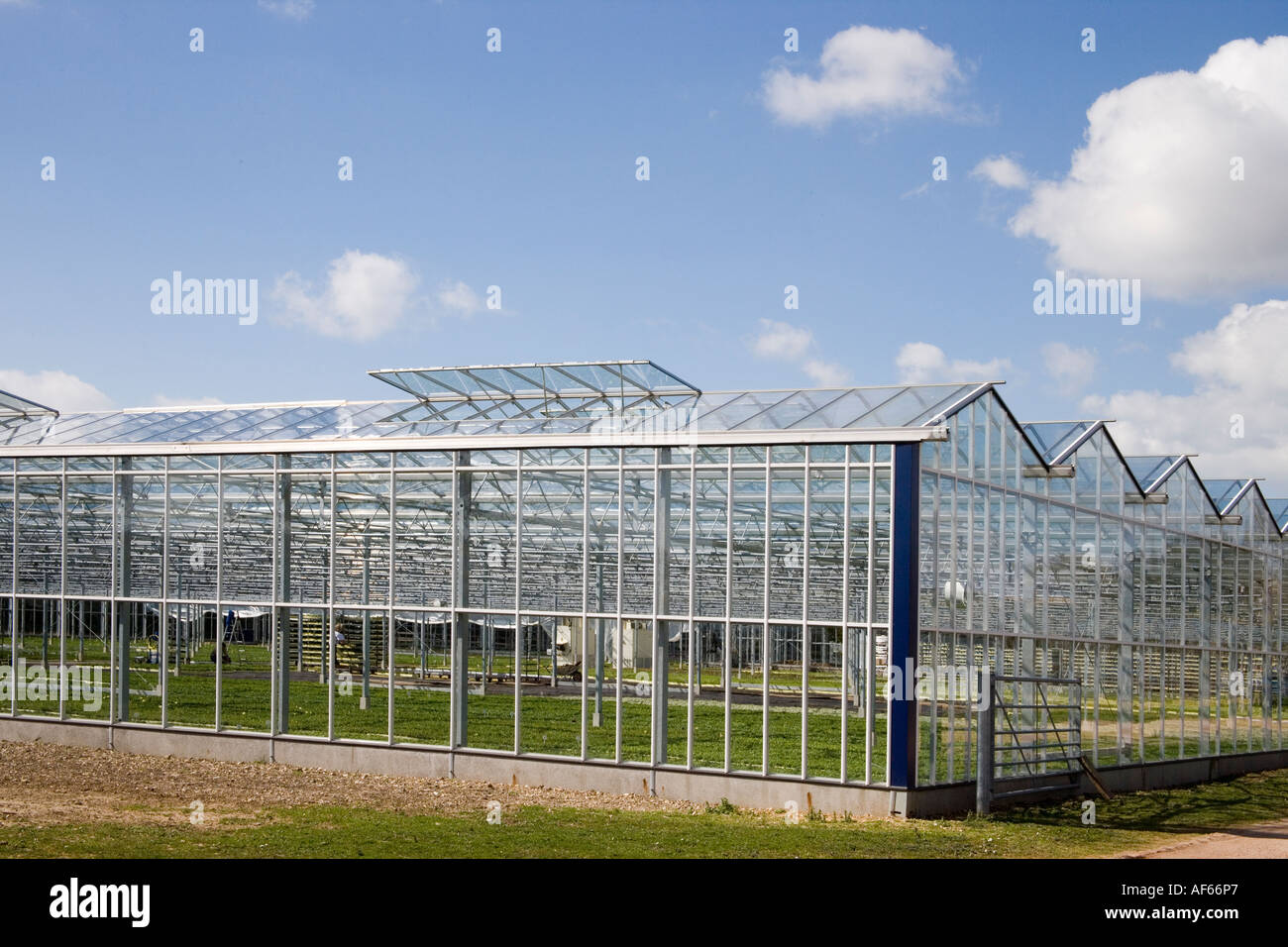 greenhouses in sussex Stock Photo Alamy