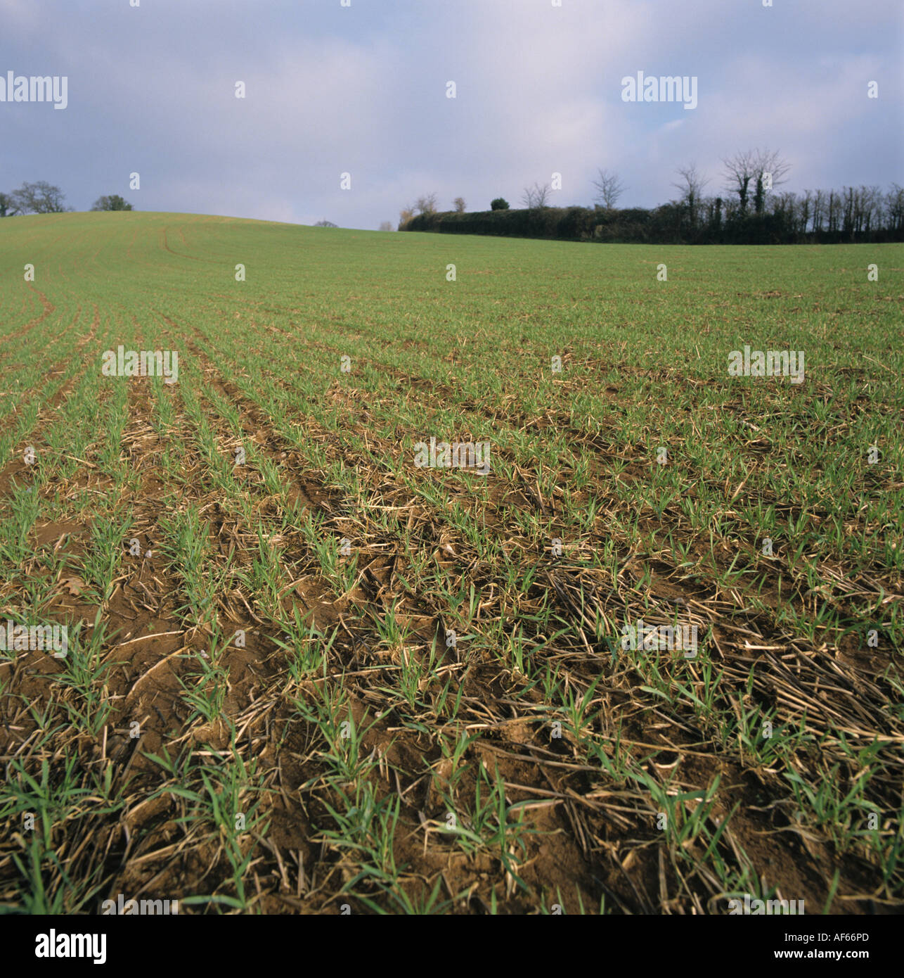 Seedling winter barley sown into a trashy seedbed with minimal cultivation to prevent erosion Stock Photo