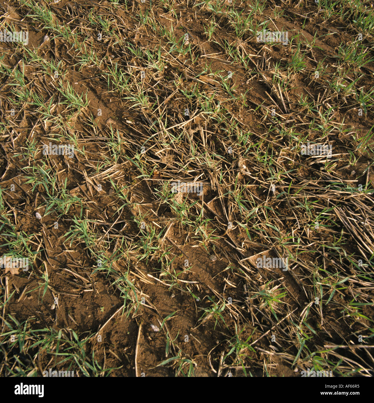 Seedling winter barley sown into a trashy seedbed with minimal cultivation to prevent erosion Stock Photo