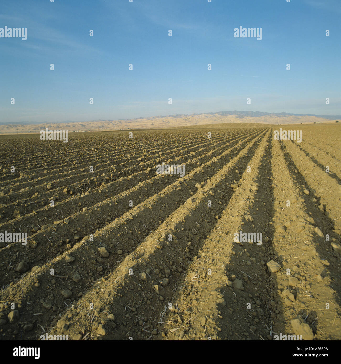 Prepared seedbed ridged for flood irrigation California USA Stock Photo