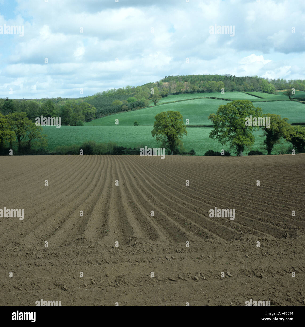Newly planted potato seedbed with ridges and looking toward trees and Devon farmland in late spring Stock Photo