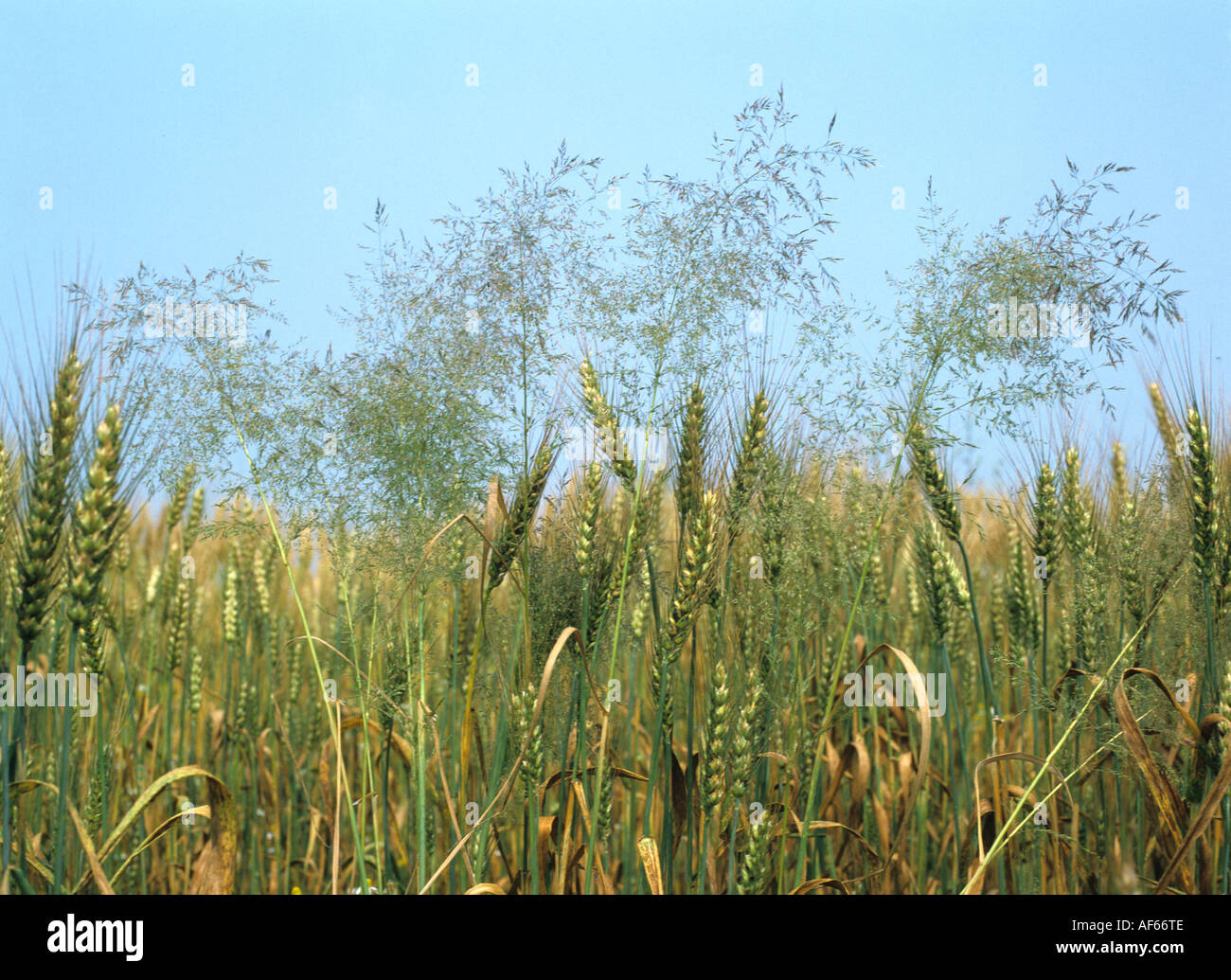 Silky bent Apera spica venti flowering and seeding grasses in a bearded wheat crop Stock Photo