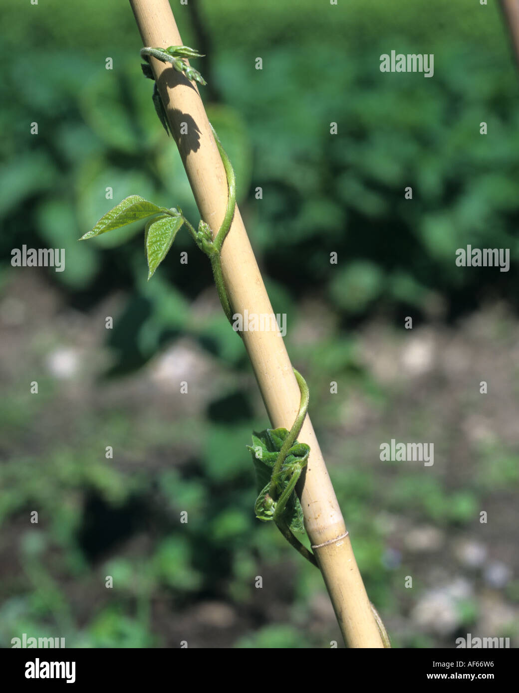 Runner bean leader winding around a bamboo cane Stock Photo
