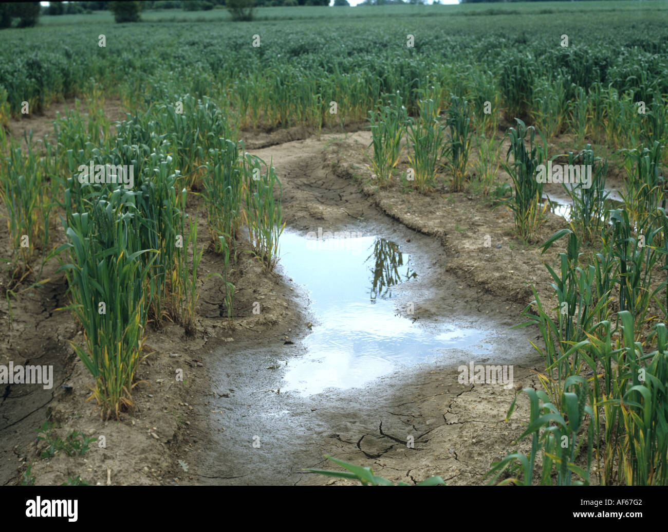 Lying water severe erosion in a wheat crop after heavy rain Stock Photo