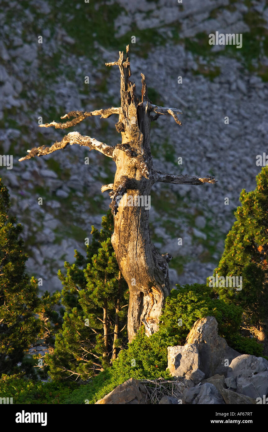Reserva Natural de Larra Belagua, Navarra, España. Natural Reserve of Larra Belagua, Navarre, Spain. Pinus Uncinata. Black Pines Stock Photo