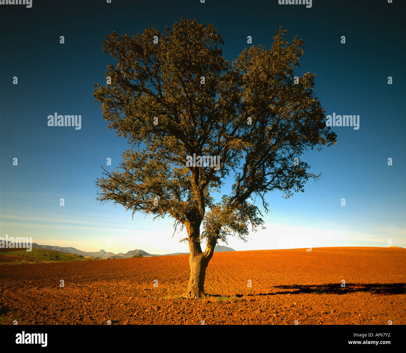 One Single Olive Tree in Spanish Landscape Stock Photo