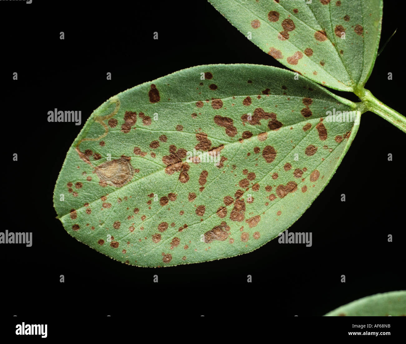 Chocolate spot Botrytis fabae early lesions on field bean leaf Stock Photo