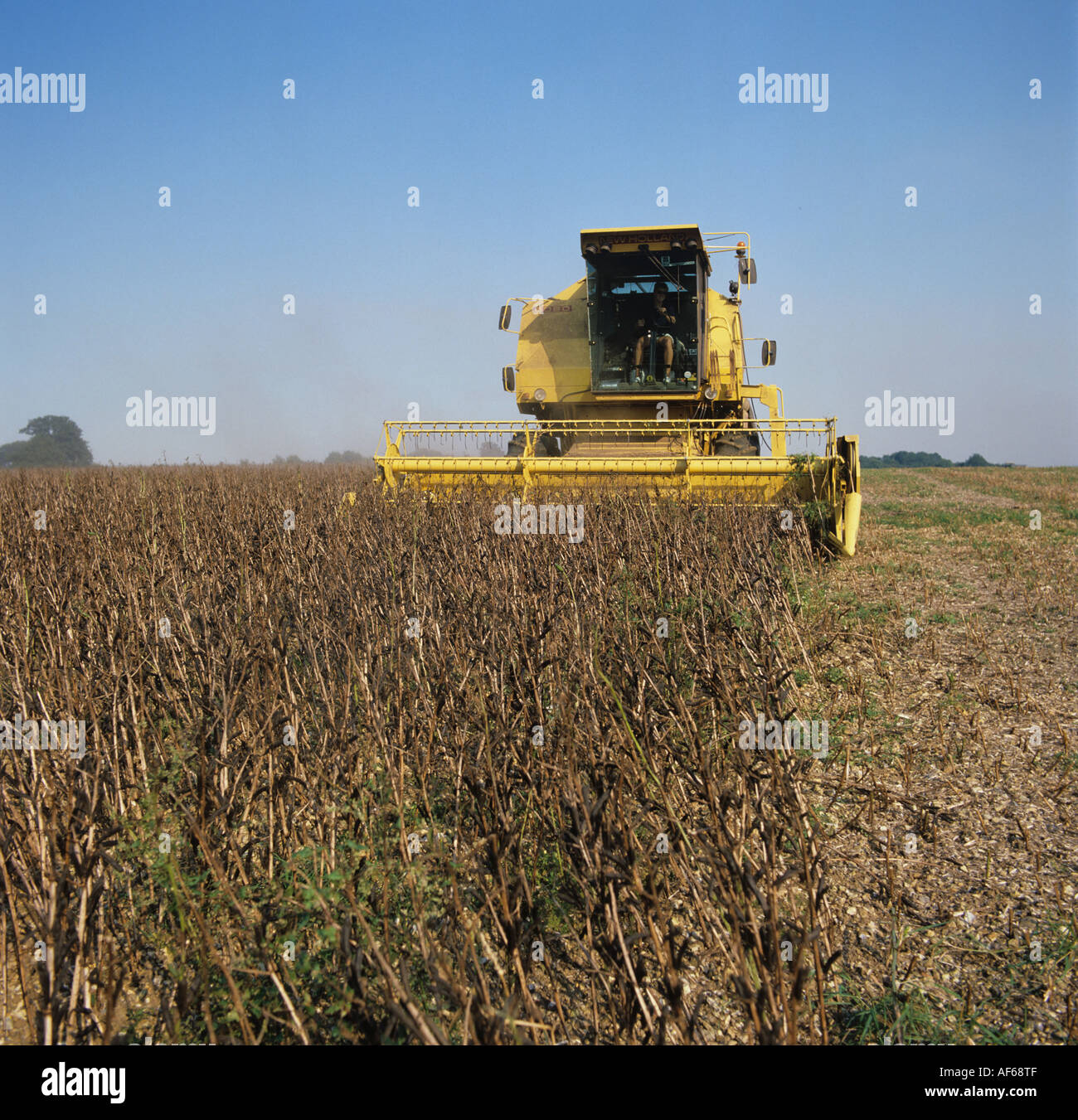 New Holland combine harvesting ripe field bean crop Stock Photo