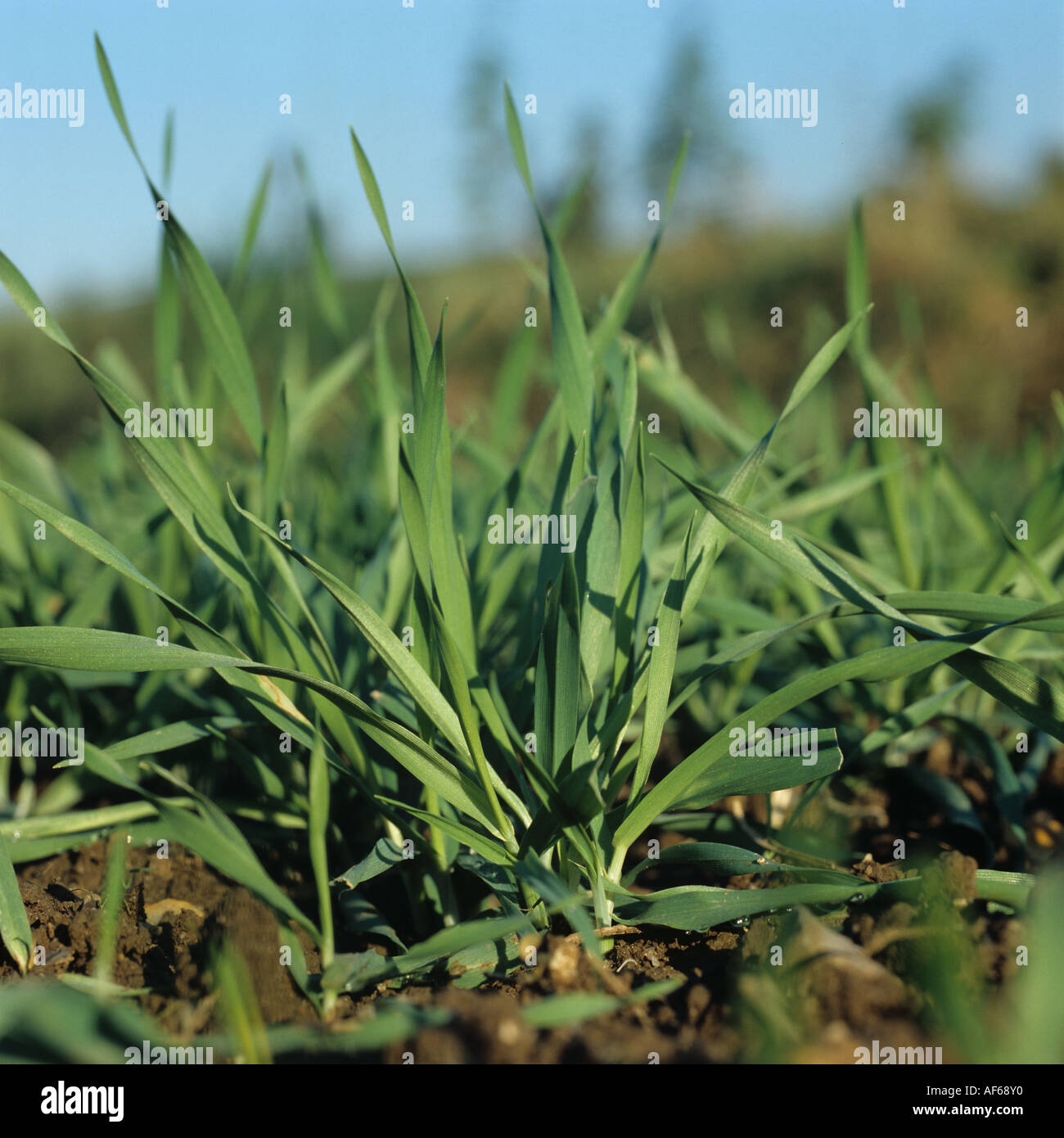 Young tillering barley plants viewed from ground level Stock Photo
