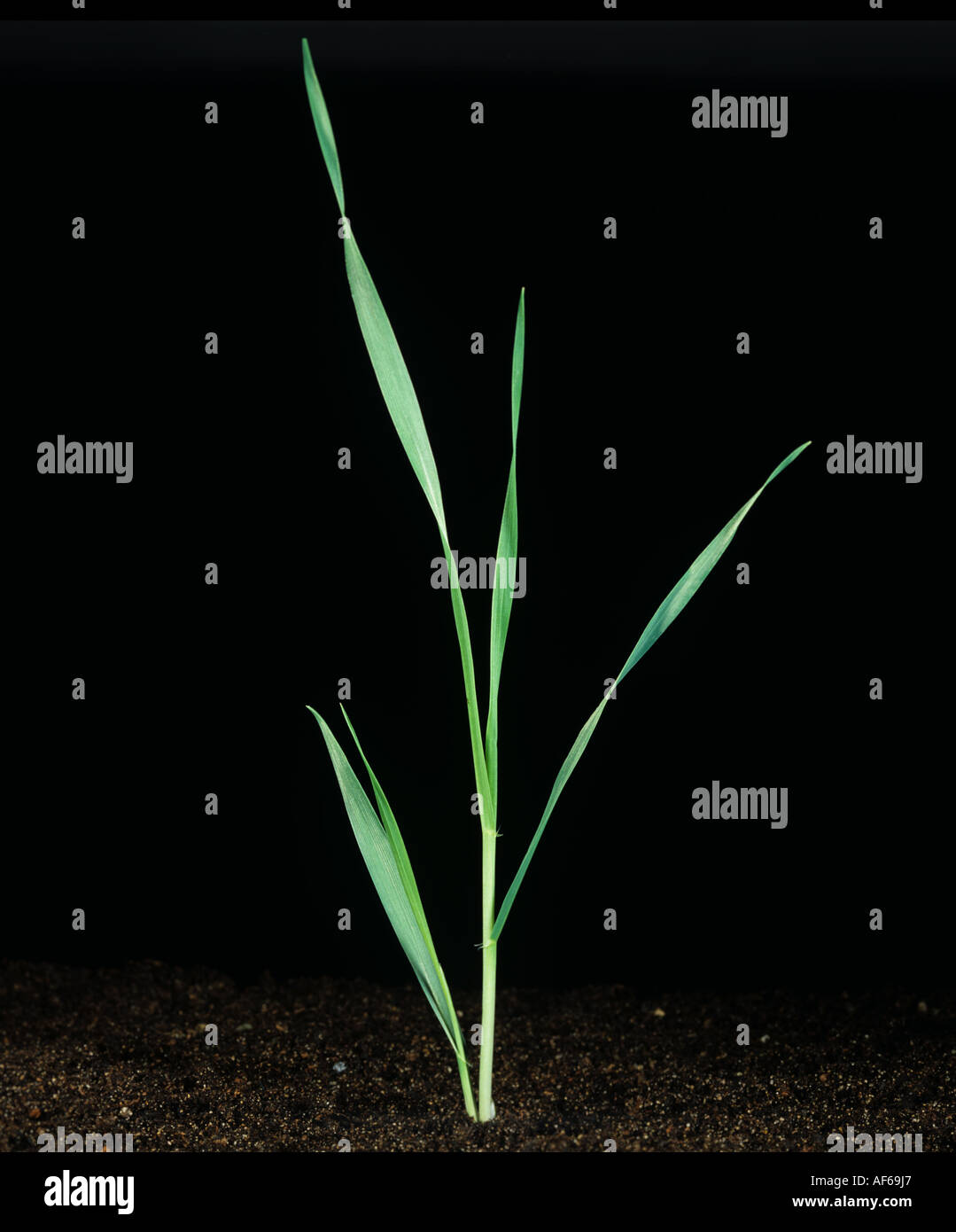 Barley seedling at growth stage 21 against a black background Stock Photo