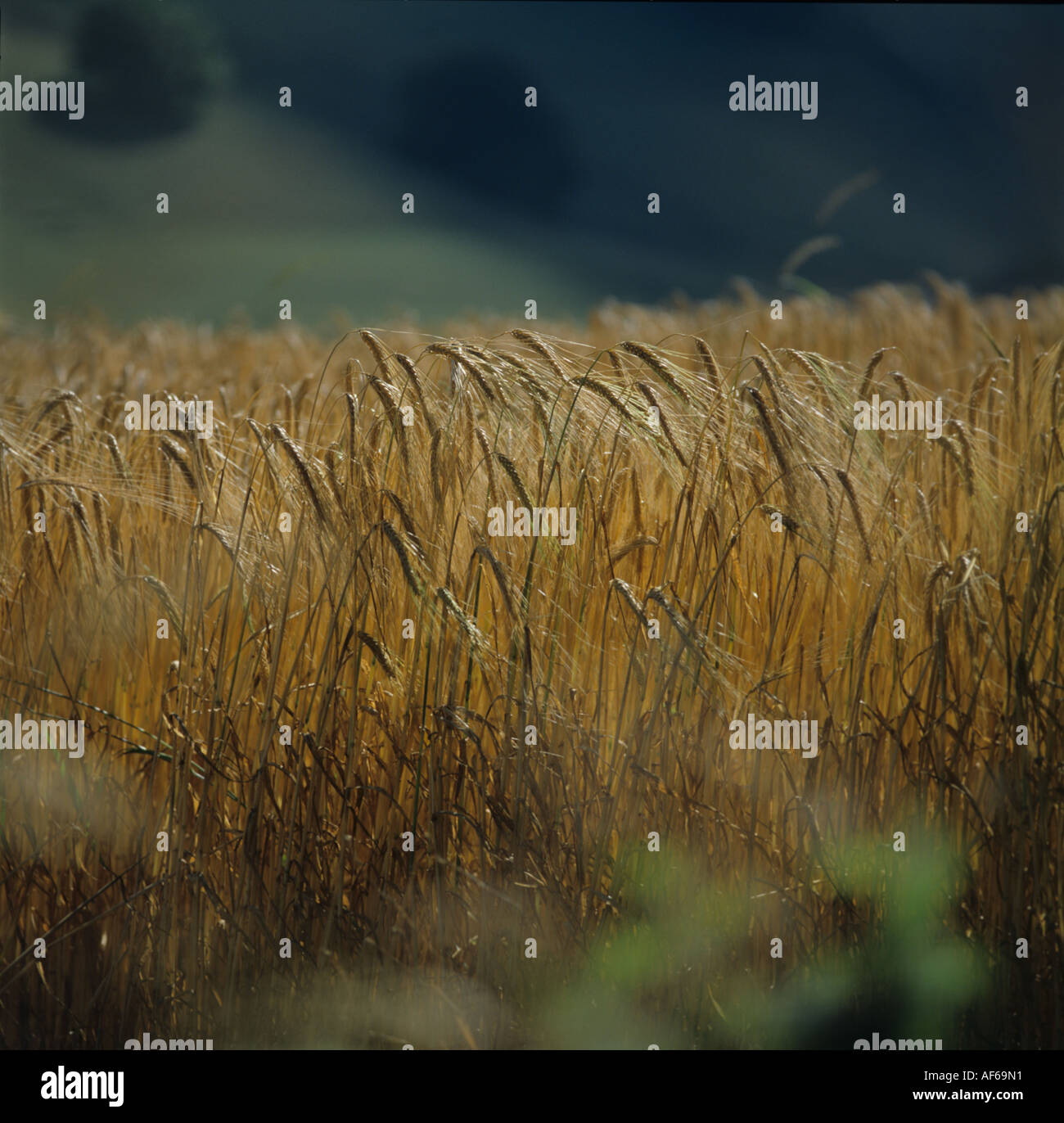 Ripe crop of two row barley set against a contrasting dark background in the field Stock Photo