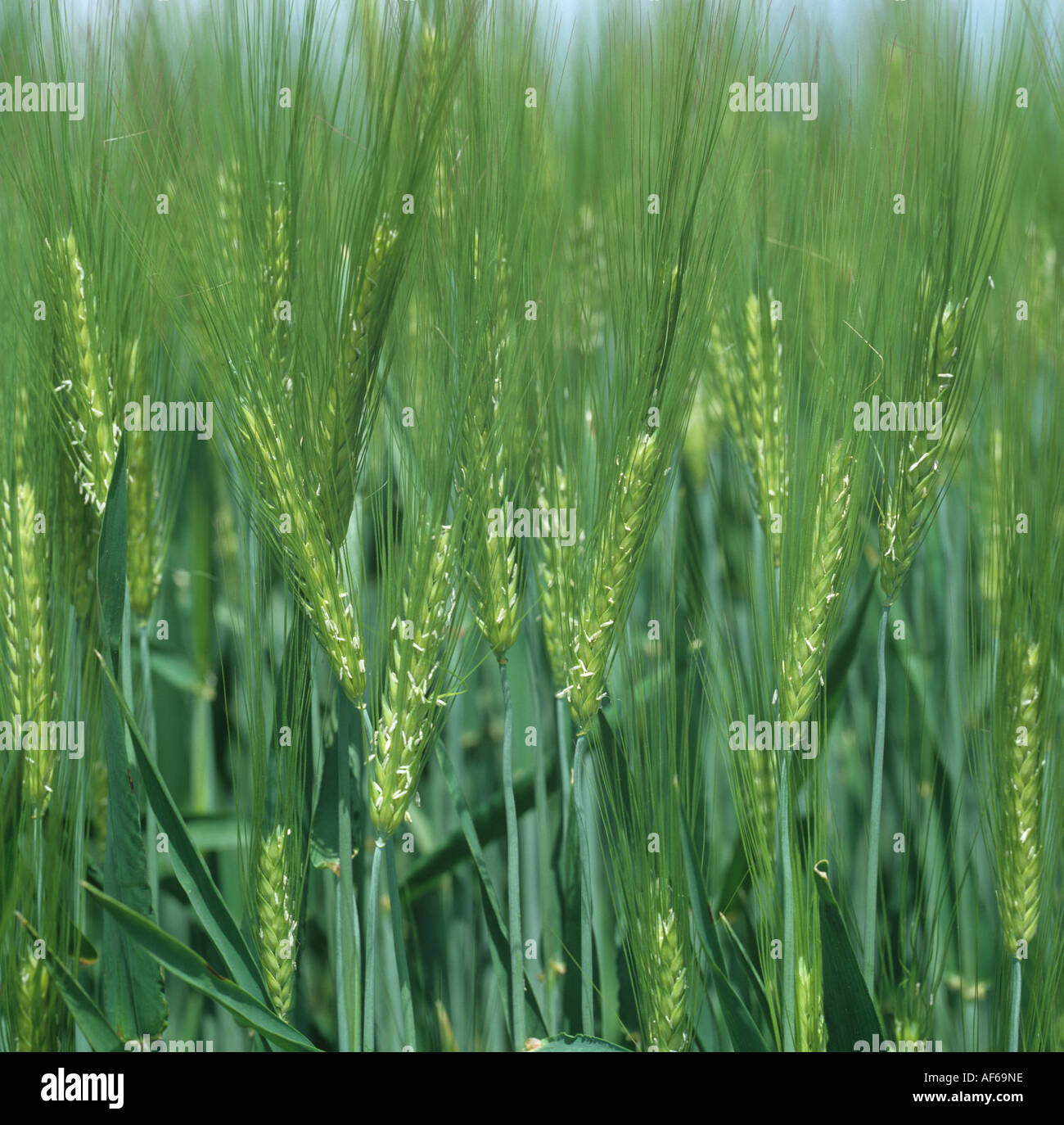 Flowering barley ears a good crop against blue sky Stock Photo
