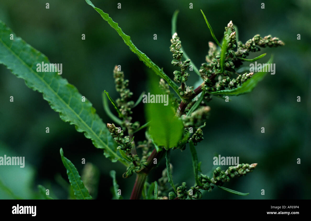 Broad leafed dock Stock Photo - Alamy