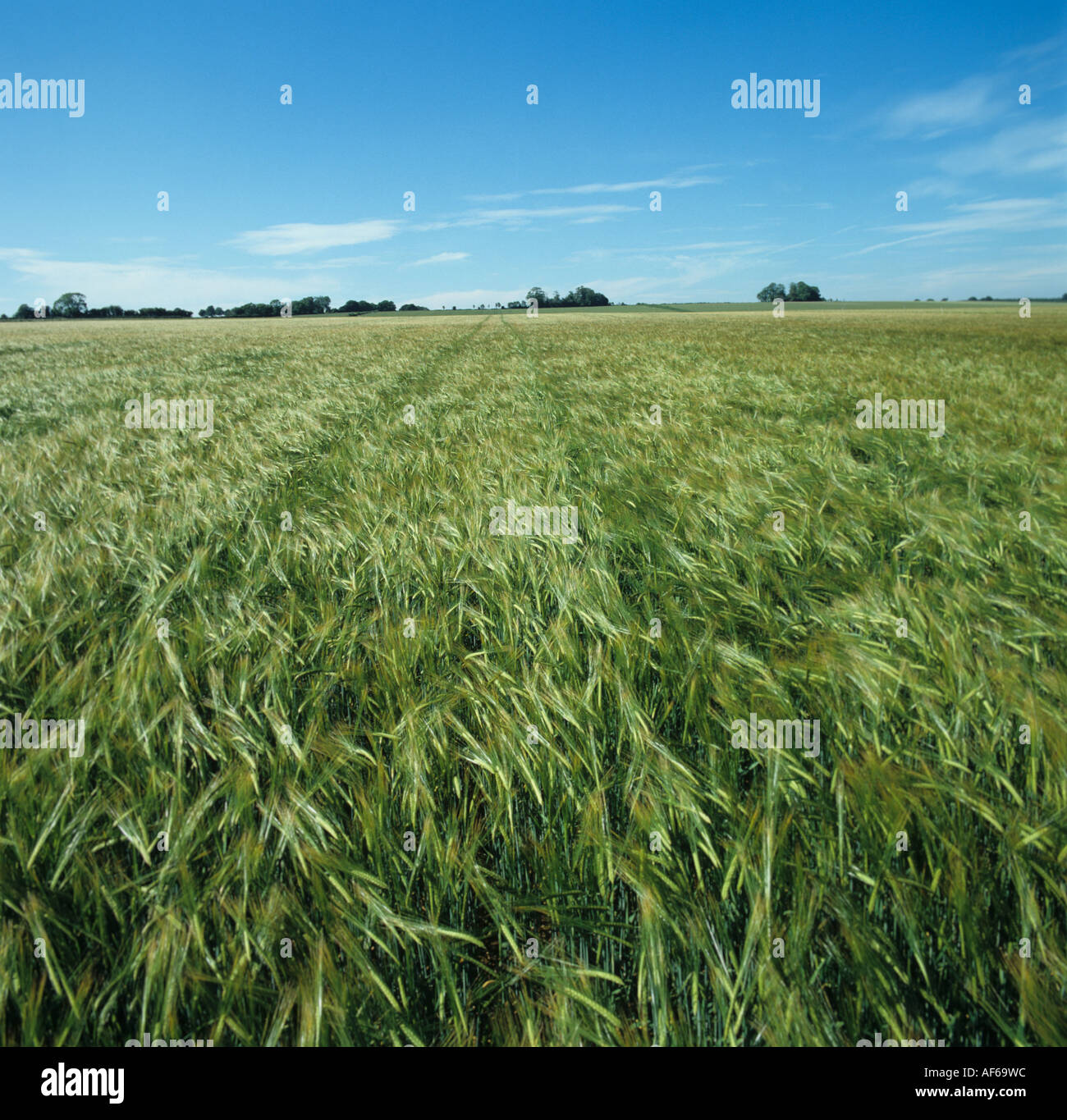 View of good barley crop in green ear in a large downland field Stock Photo