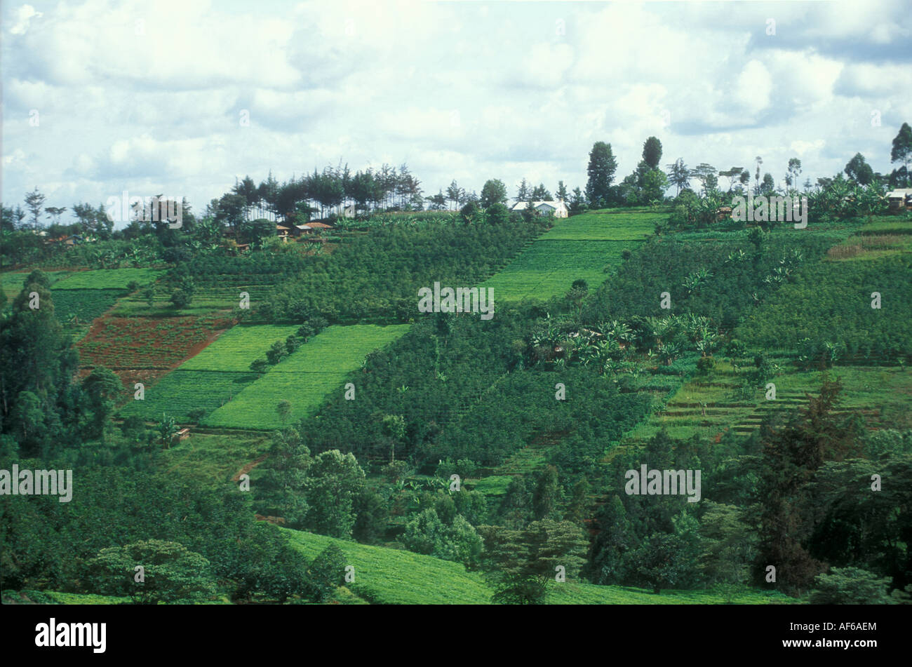 Kenya trees hi-res stock photography and images - Alamy