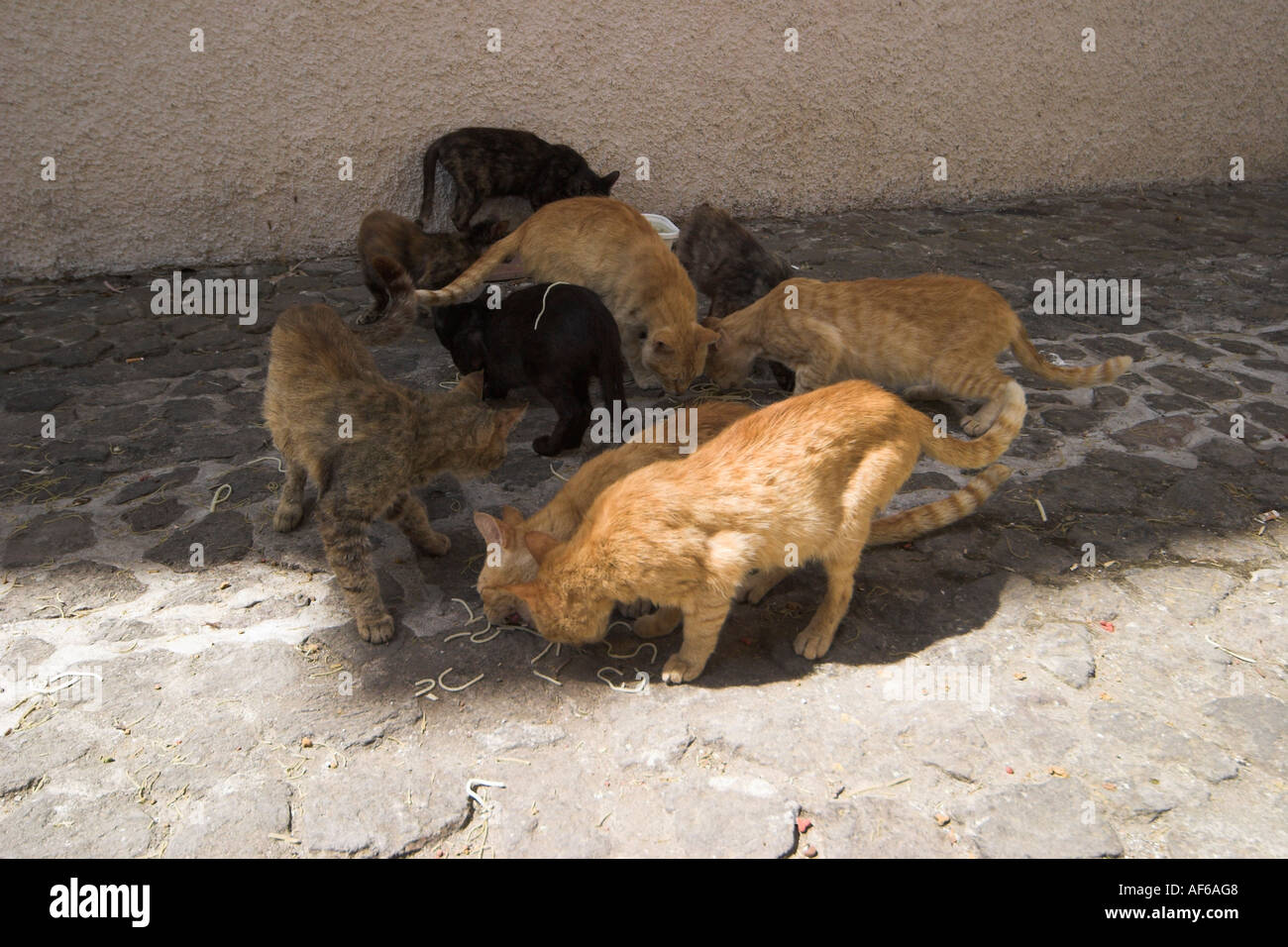 Feral cats eating Lipari Stock Photo