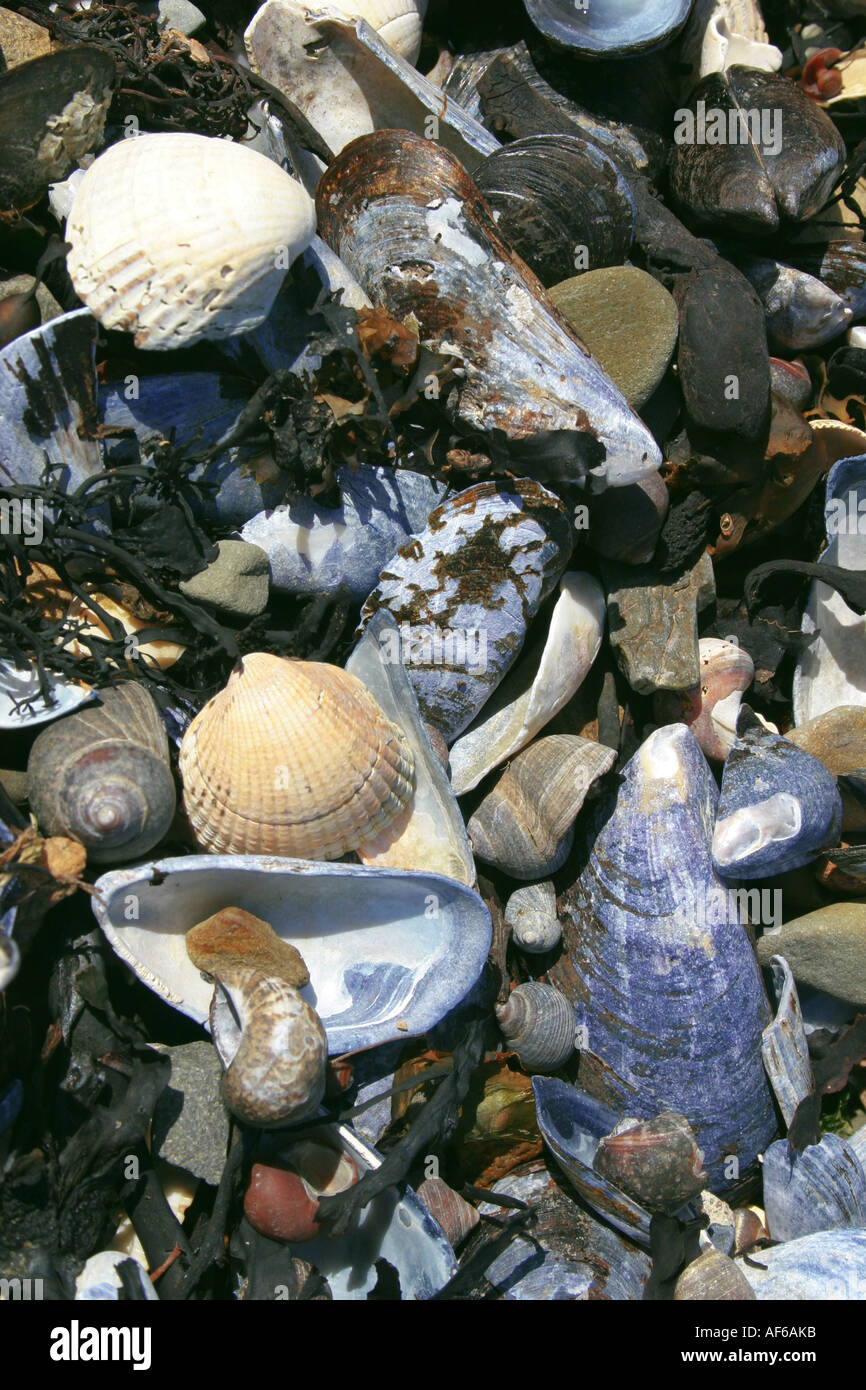 shingle beach at Omeath, County Louth, Republic of Ireland Stock Photo ...