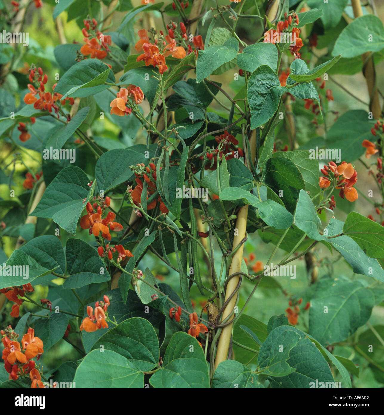 Bean poles hires stock photography and images Alamy