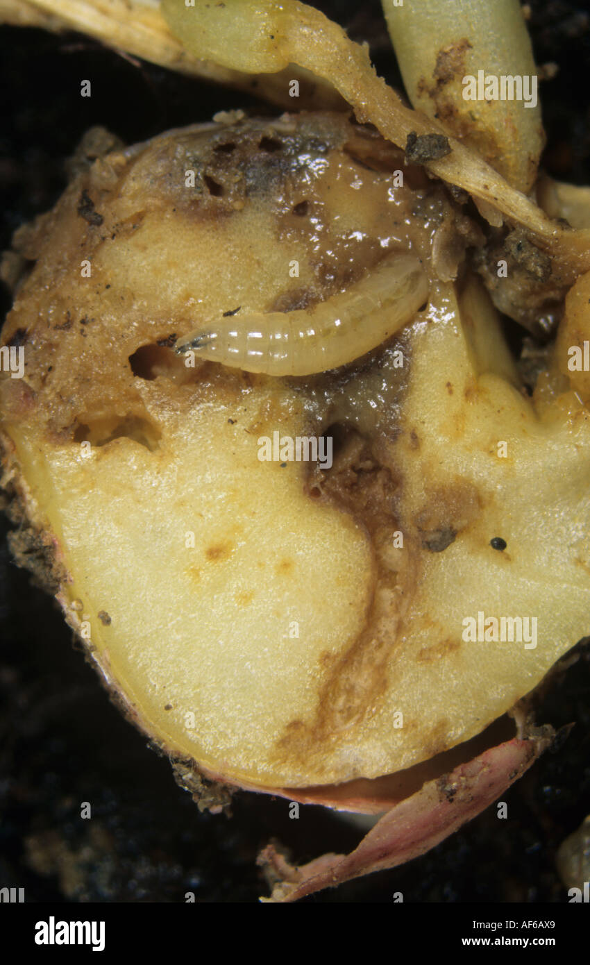 Bean seed fly Delia platura larva and damage to a pea seedling Stock