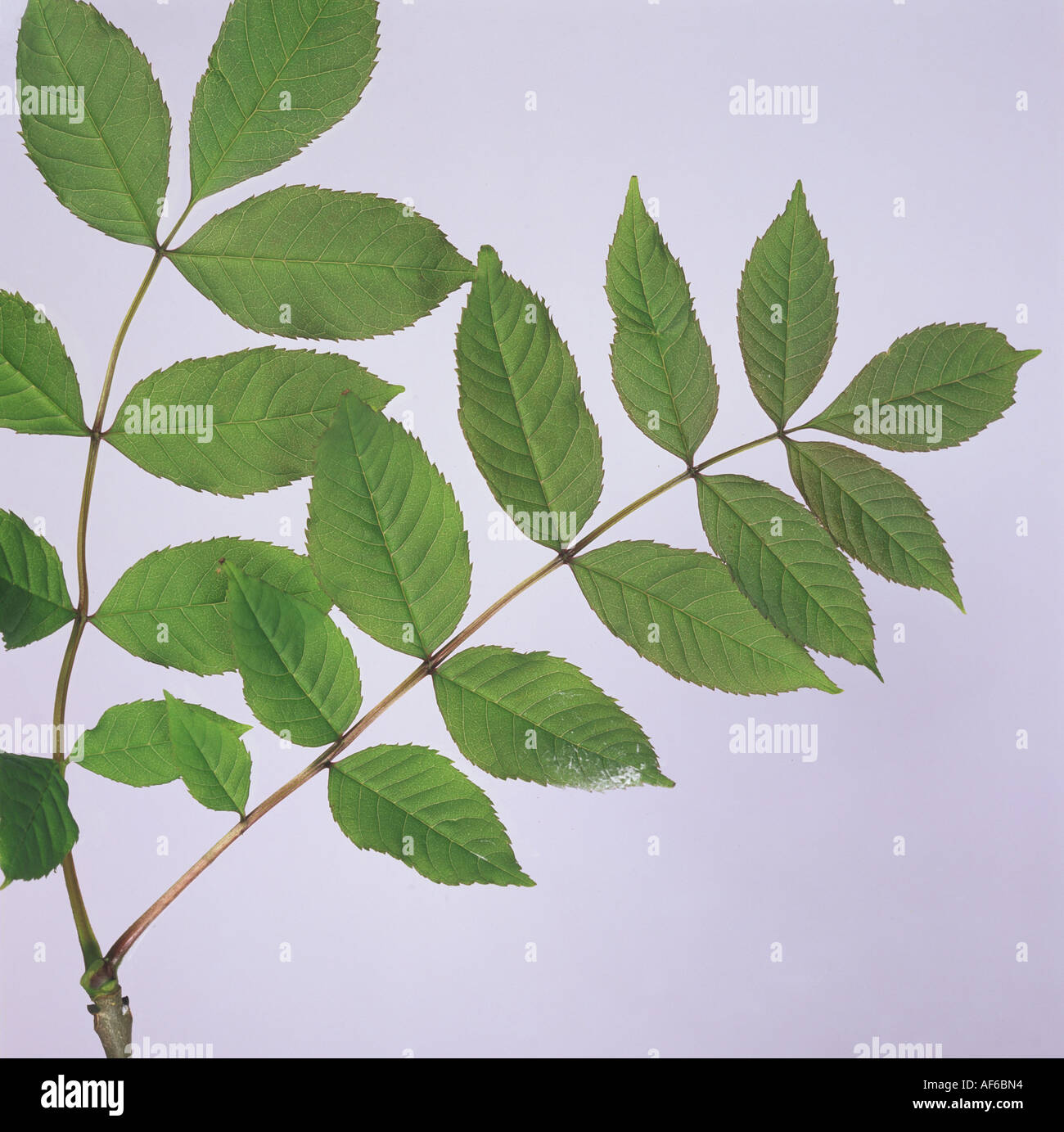 Ash leaf Fraxinus exselsior against a white background Stock Photo - Alamy