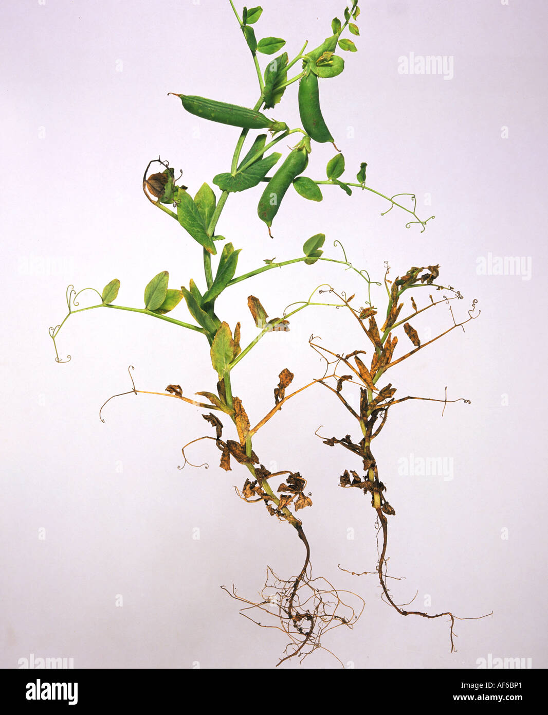 Black root rot Thielaviopsis basicola pea plant with damaged root and stunted growth Stock Photo
