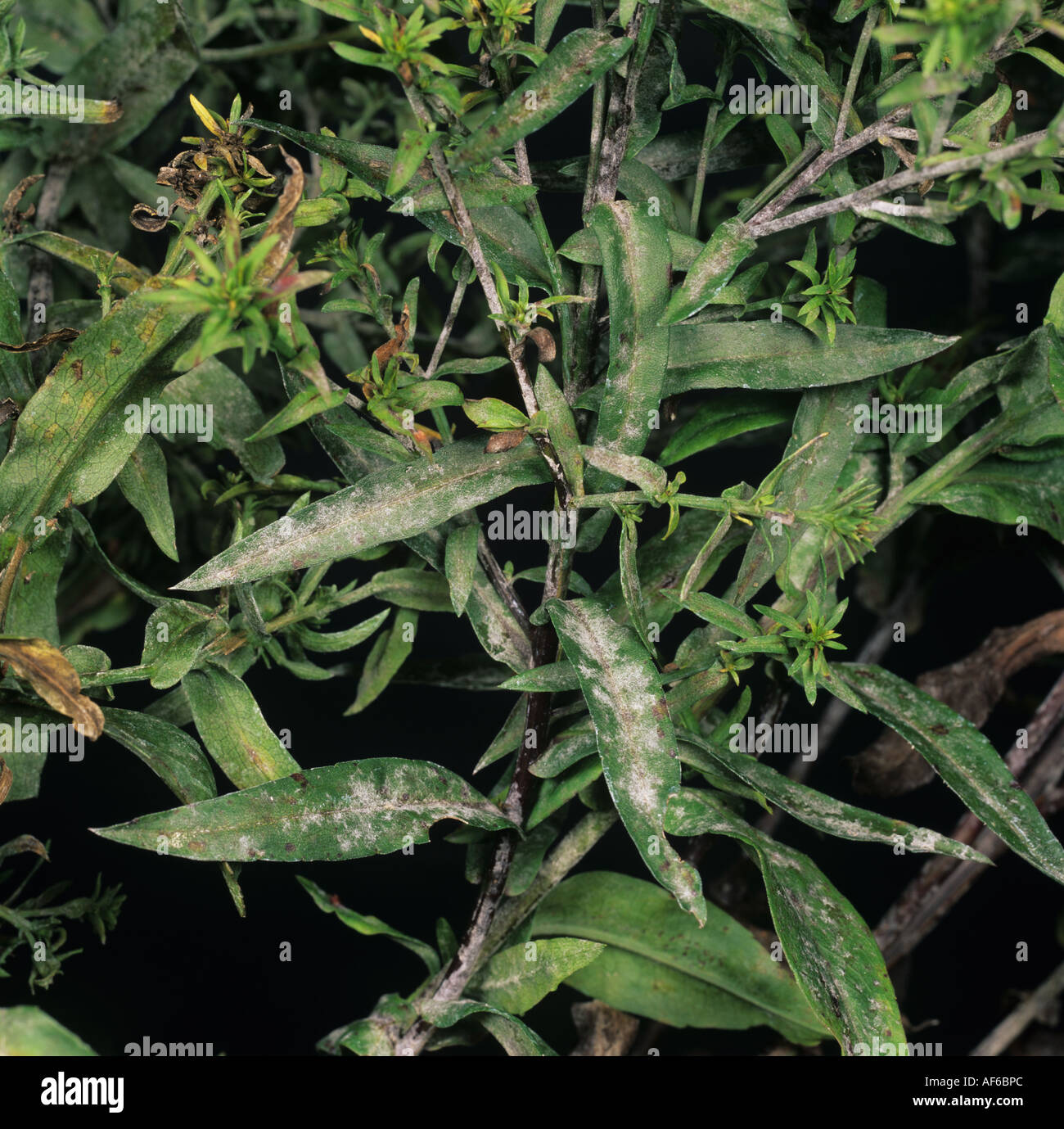 Powdery mildew Erysiphe cichoracearum on Aster novi belgii leaves Stock Photo