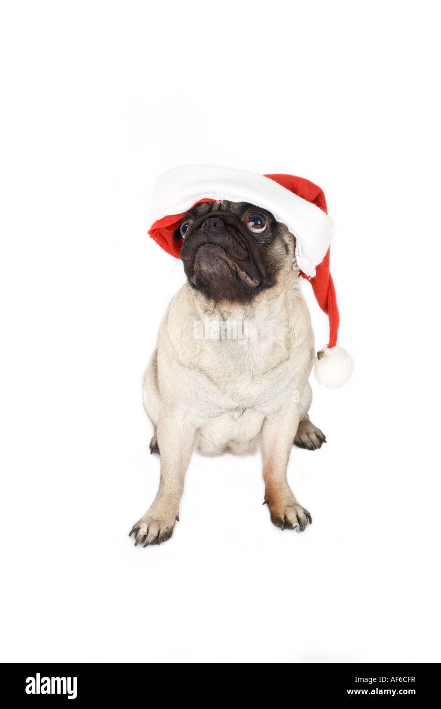 Dog in hat hi-res stock photography and images - Alamy