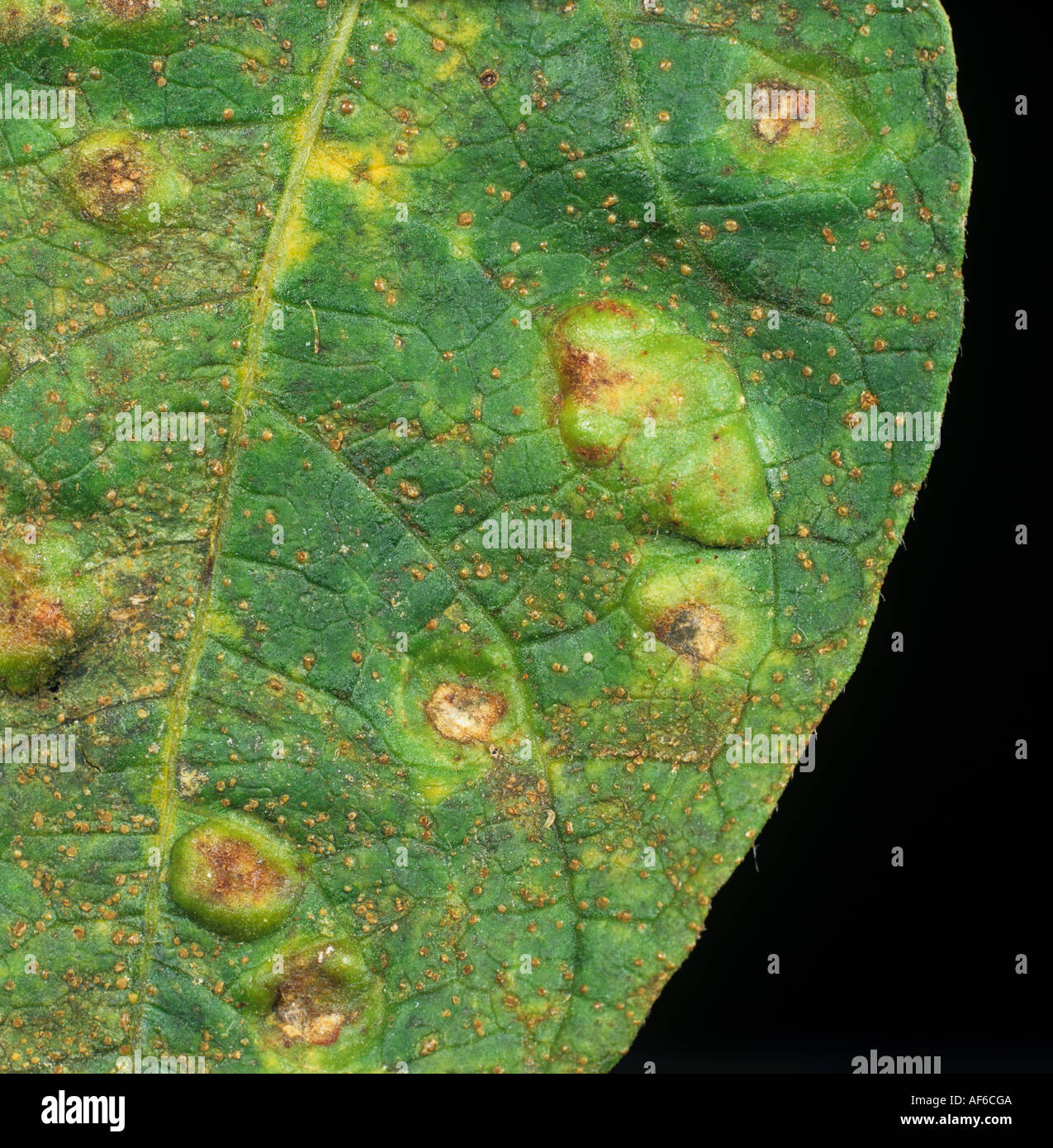 Phaseolus bean rust Uromyces appendiculatus distortion on green bean