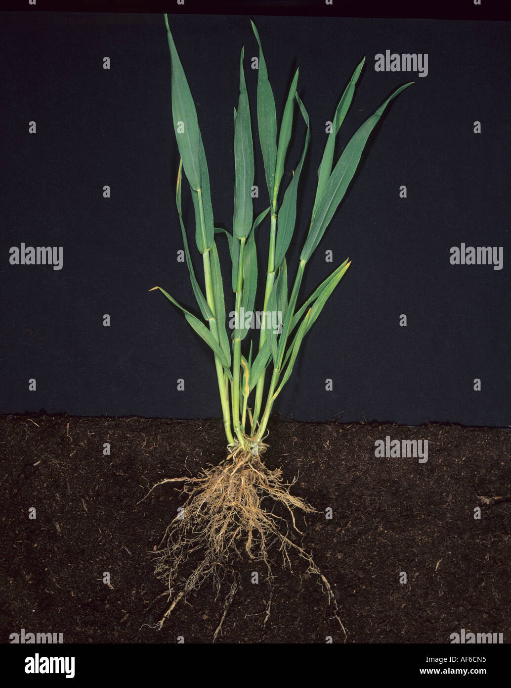 Wheat plant tillers at stage 32 against black background Stock Photo