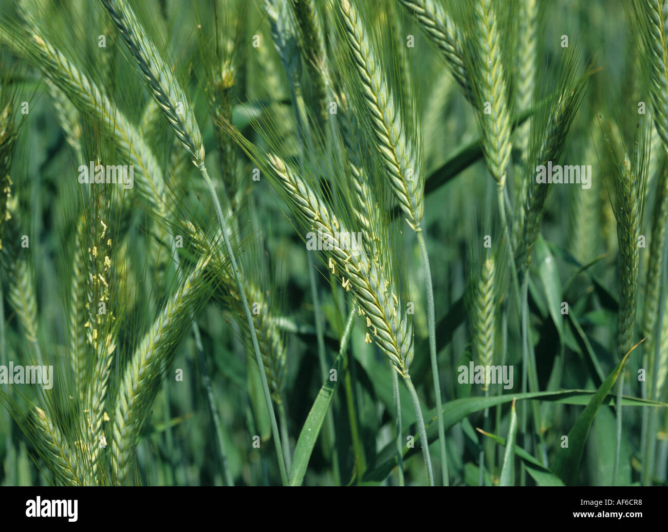 Triticale crop in ear variety Dagro Stock Photo
