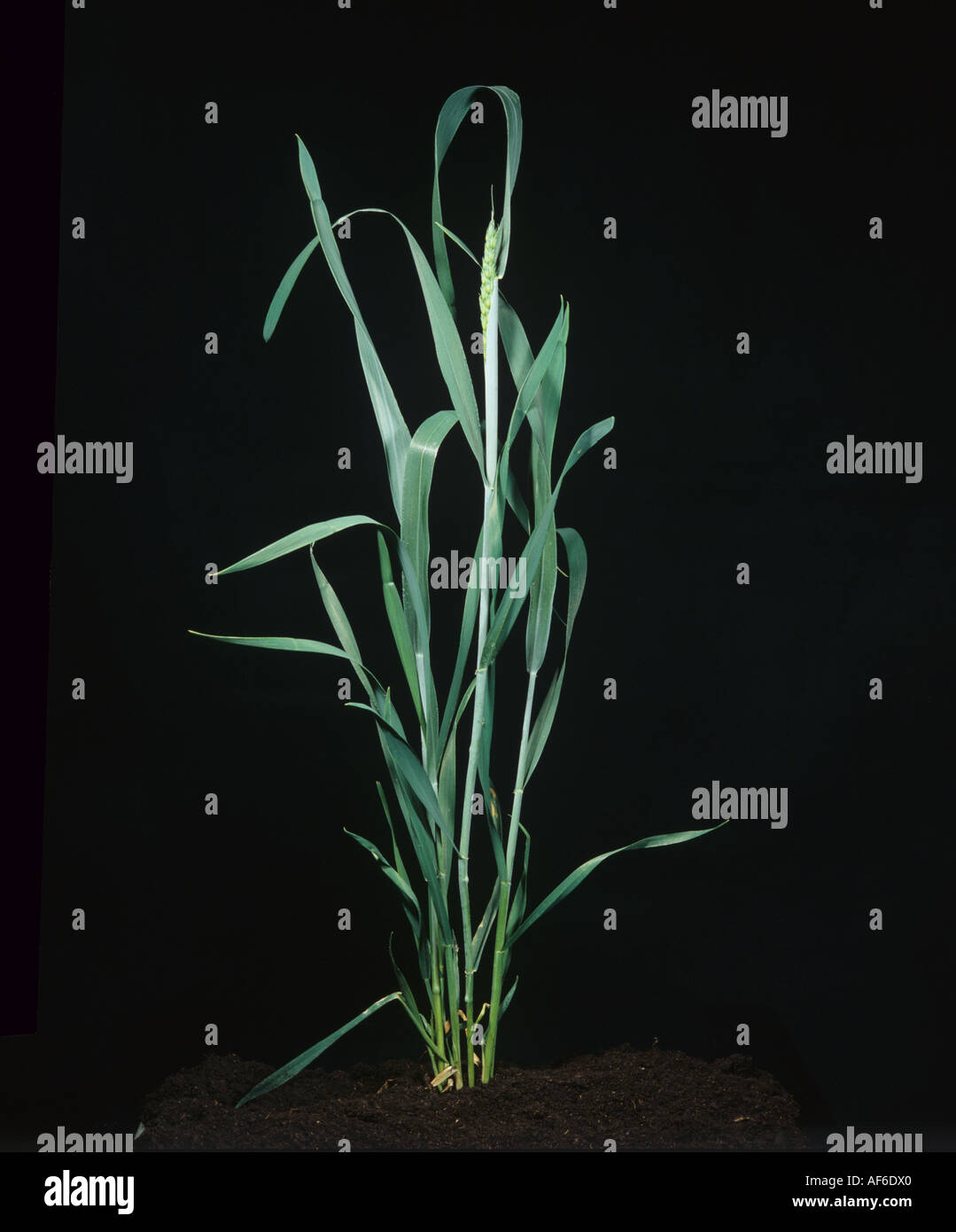 Wheat plant with ear emerging at growth stage 50 Stock Photo