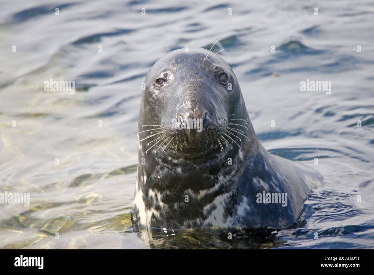 Head of Atlantic Grey seal Halichoerus grypus off Isle of Mull Scotland UK Stock Photo