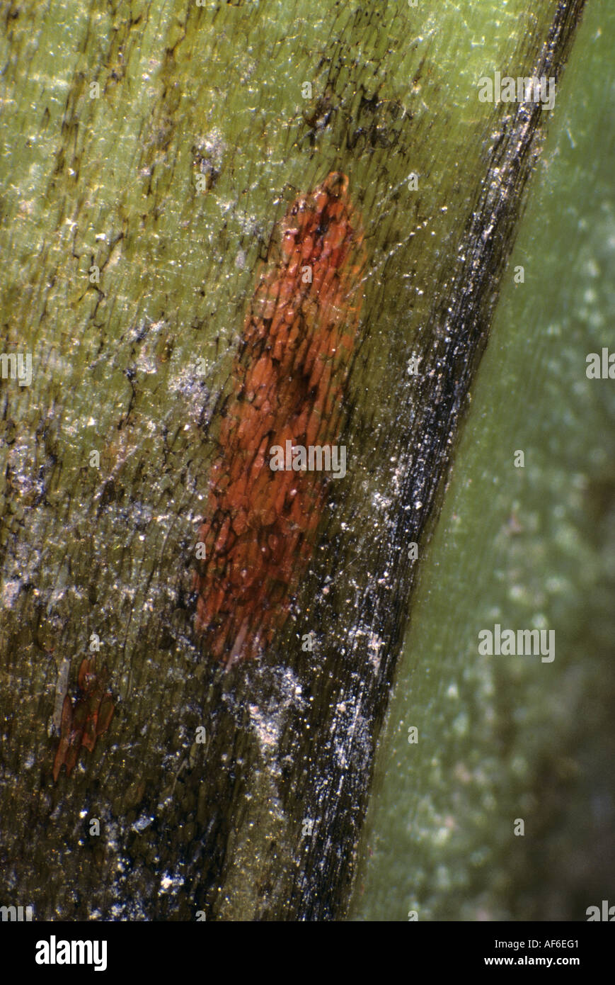 Gall midge Resseliellia sp under field bean stem epidermis Stock Photo