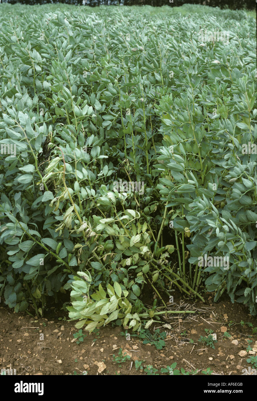 Foot rot Fusarium culmorum wilting diseased field bean plants Stock Photo