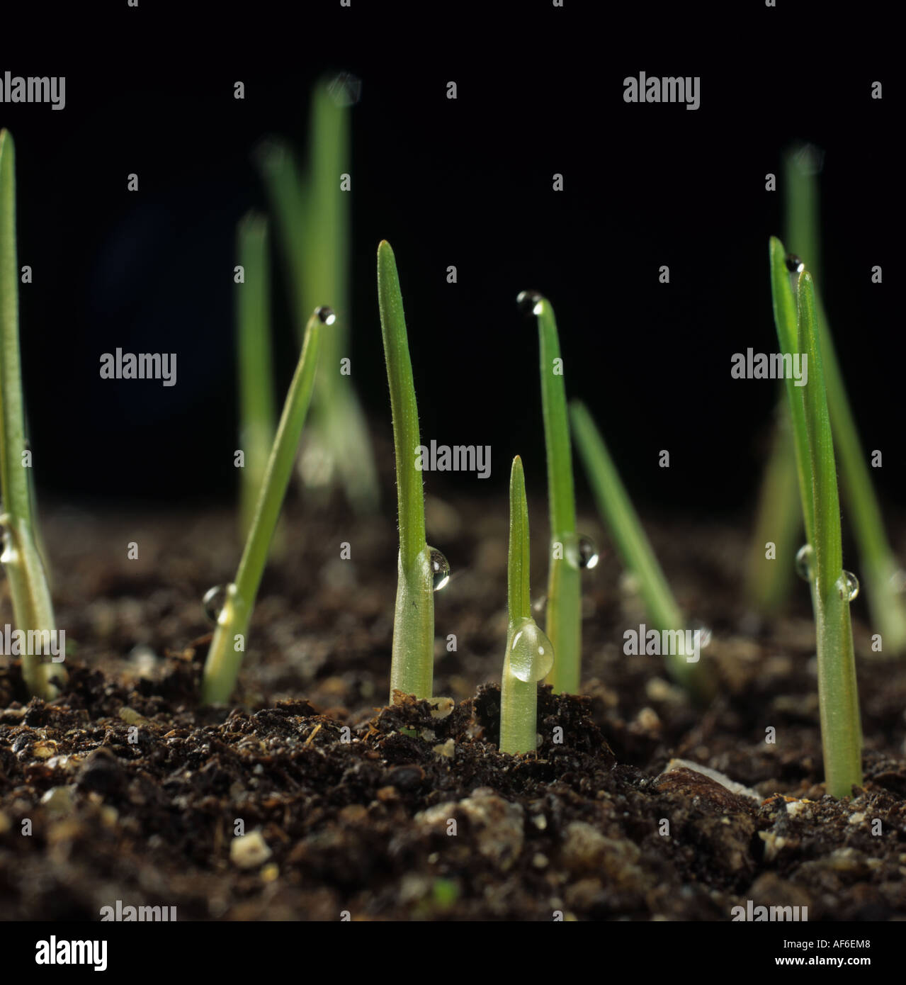 Shoots of young wheat crop emerging above the soil and with exudation droplets Stock Photo