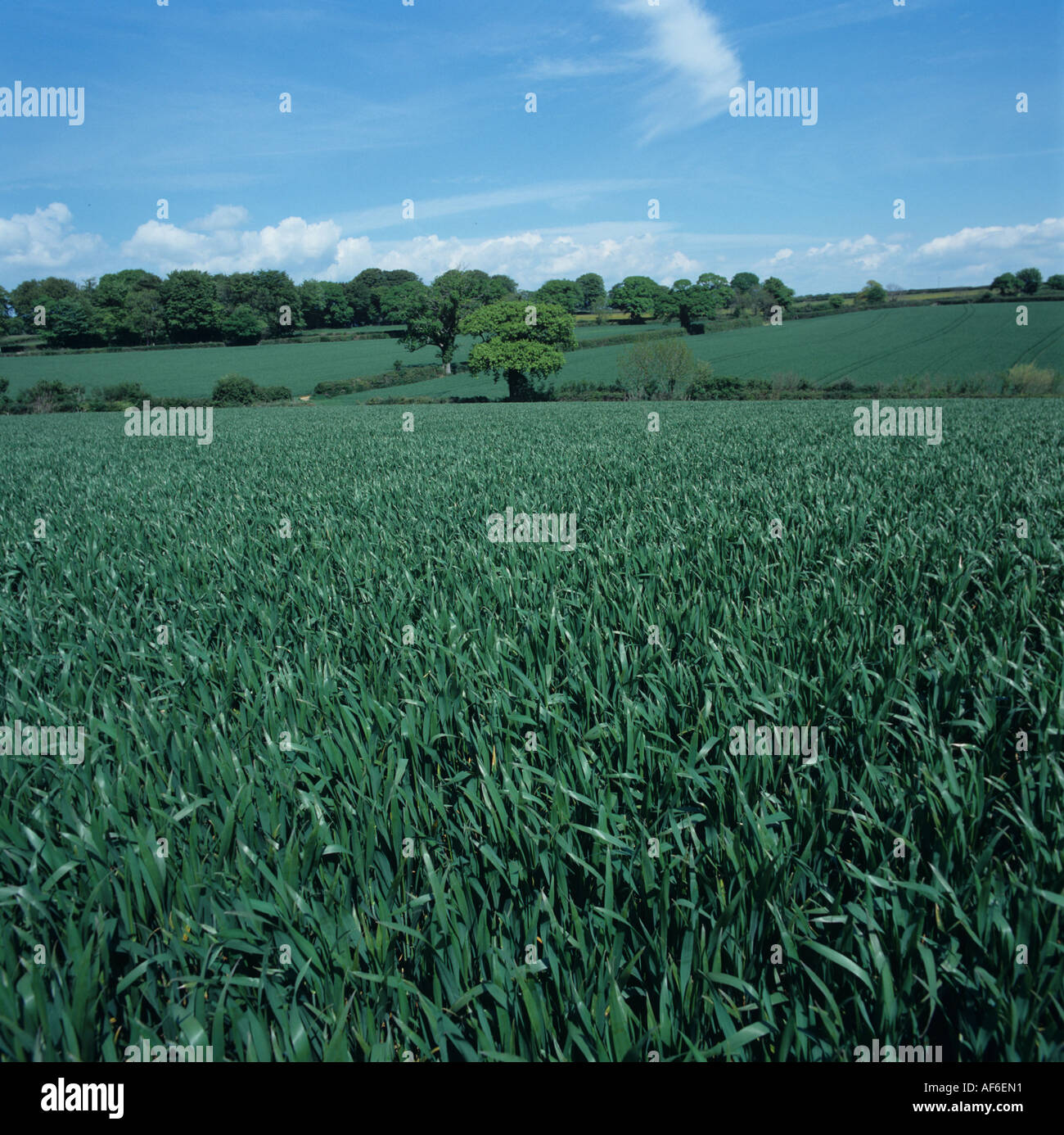 Wheat crop at growth stage 37 in late spring with oak tree in young ...