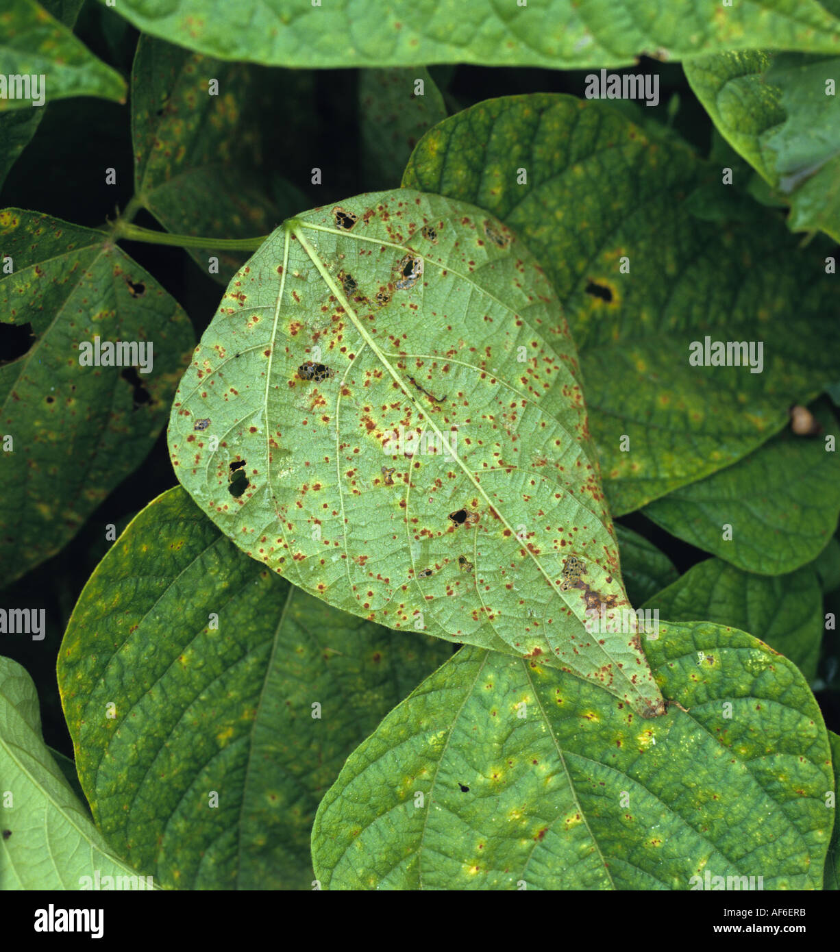 Bean rust Uromyces appendiculatus on phaseolus bean lower leaf surface Stock Photo