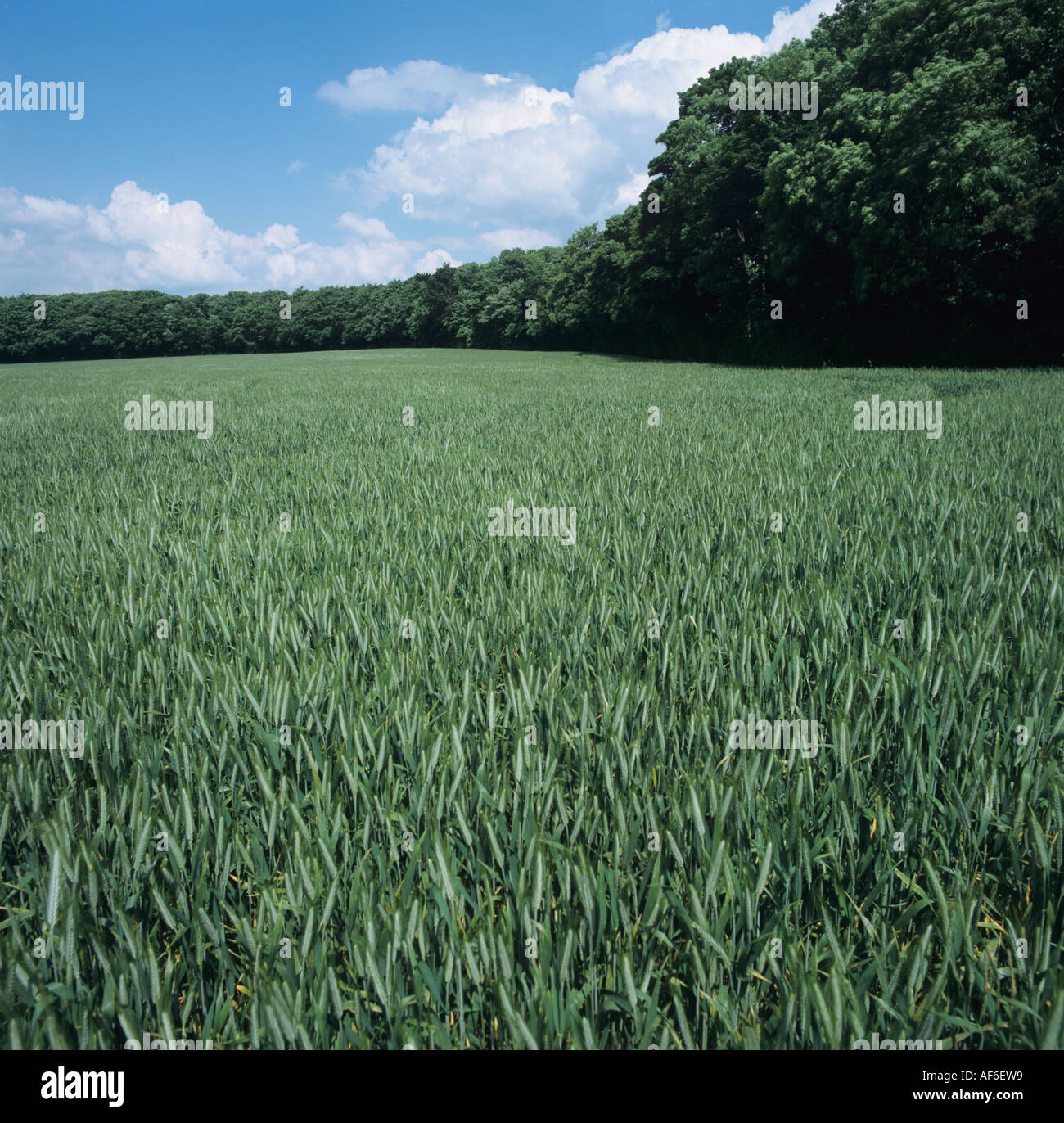 View of triticale crop in green ear with woodland behind Oxfordshire Stock Photo
