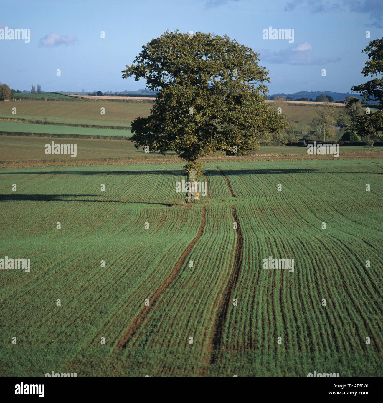 Seedling winter wheat crop with single oak tree on autumn colour Somerset Stock Photo