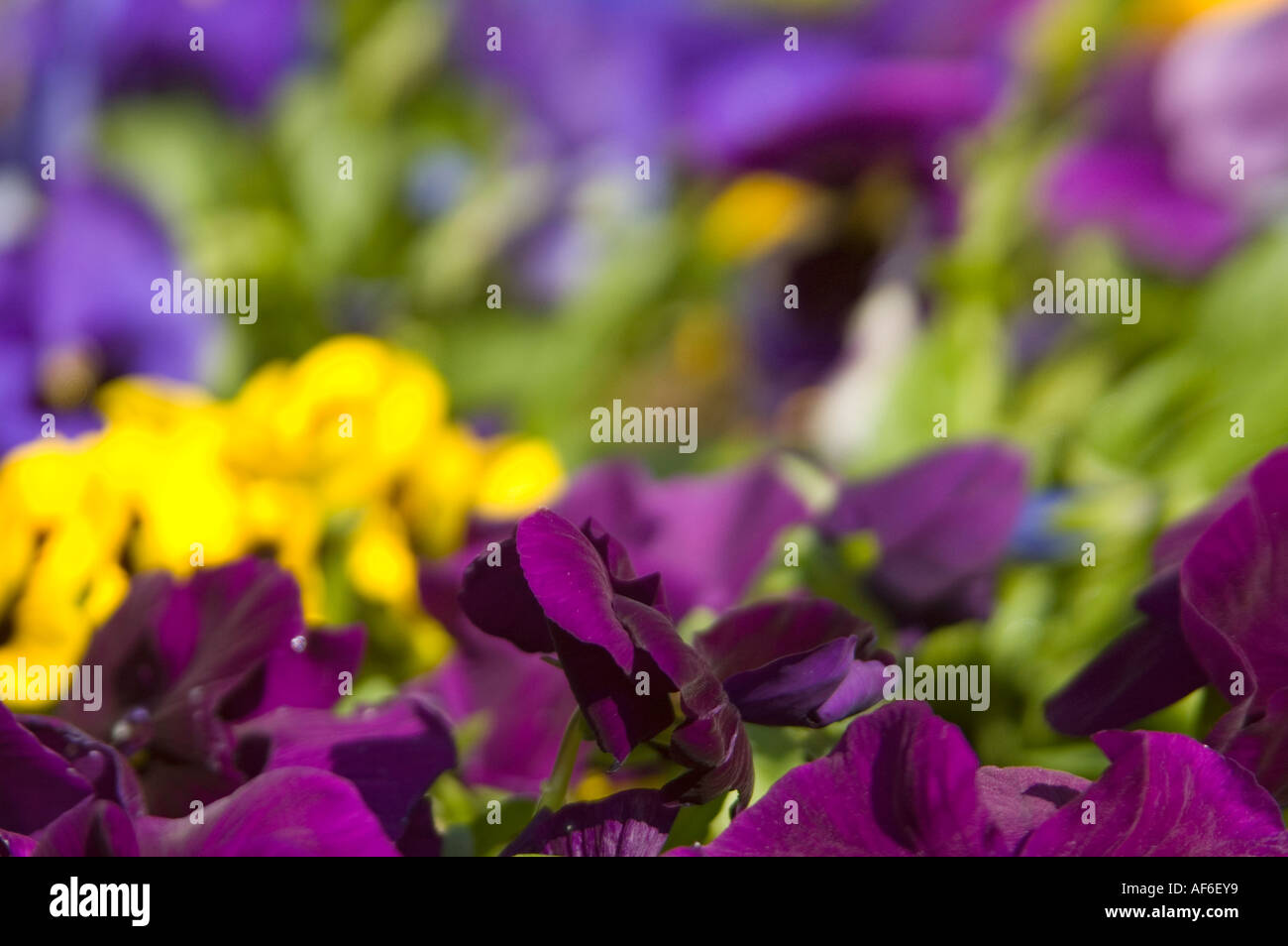 Horizontal close up of bright purple, yellow and magenta pansies in a colourful flower bed. Stock Photo