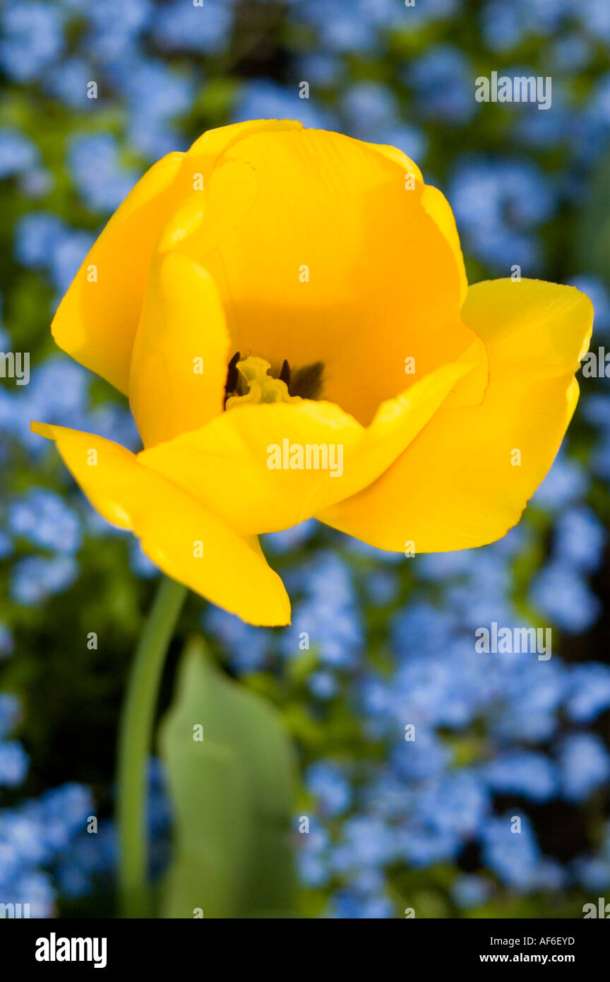 Vertical elevated view of a bright yellow tulip in a flower bed of ...