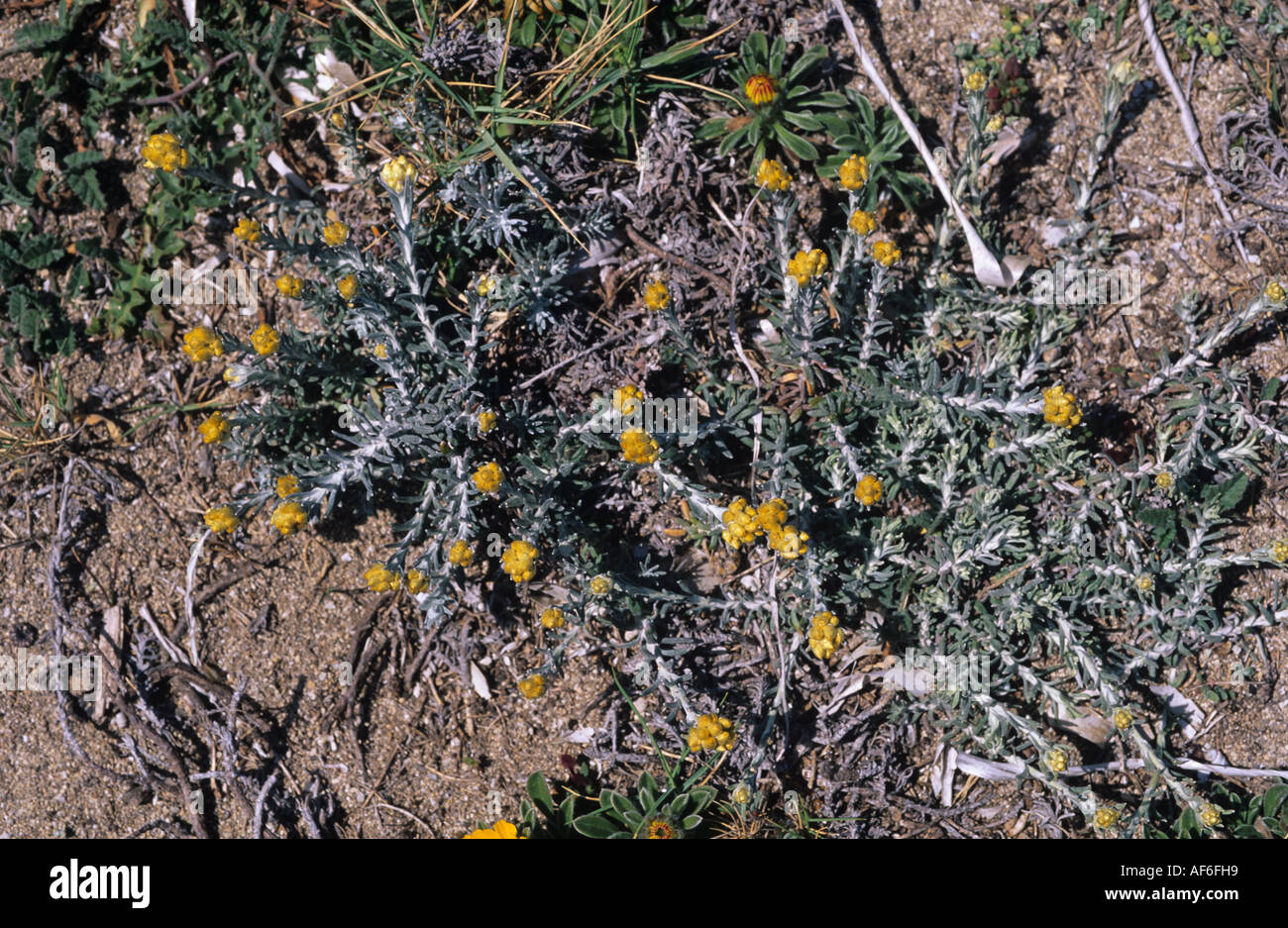 Helichrysum stoechas ssp decumbens flowering plant Mallorca Stock Photo