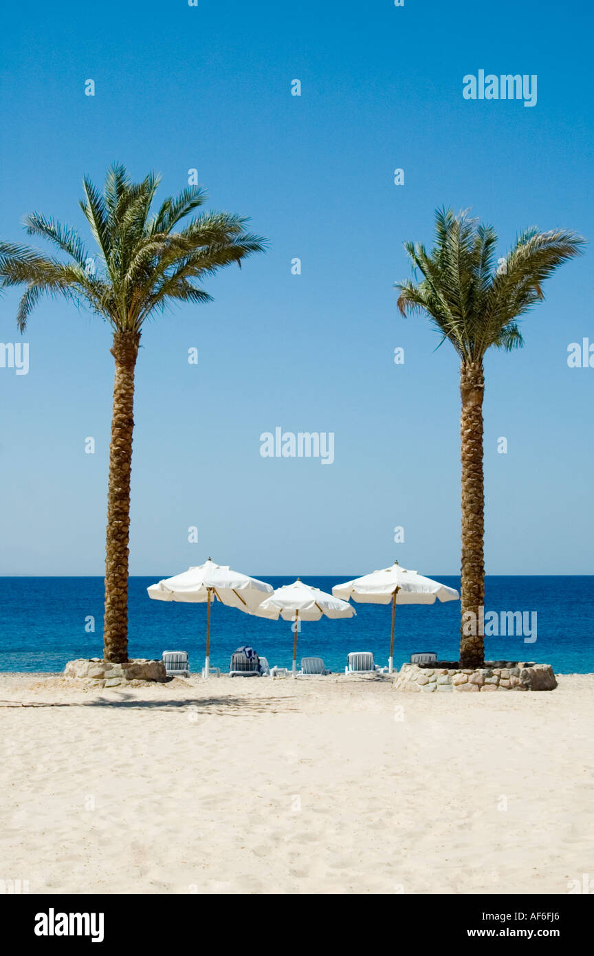 Vertical view of empty sunloungers and parasols on a tropical white sandy beach with two palm trees. Stock Photo