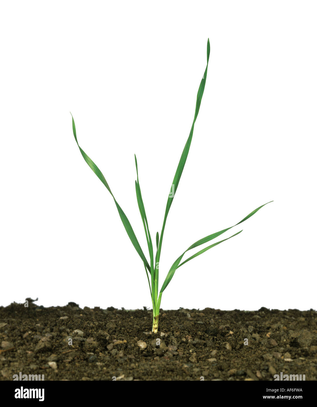 Seedling wheat plant at growth stage 21 white background Stock Photo