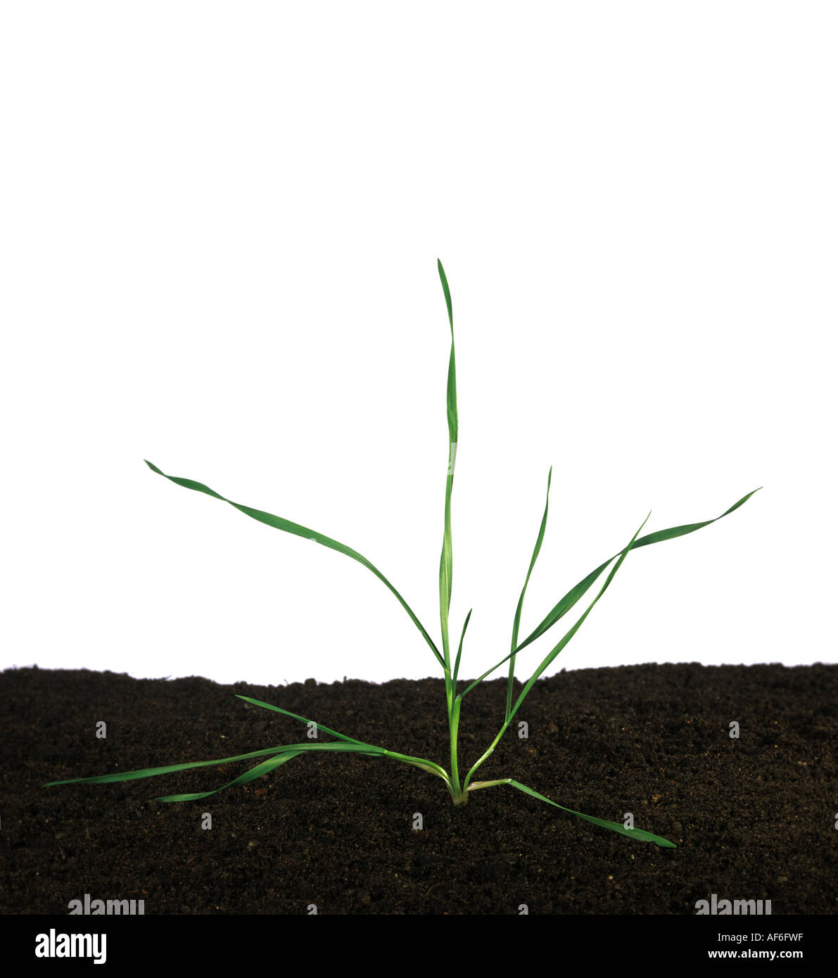 Seedling wheat plant at growth stage 21 white background Stock Photo