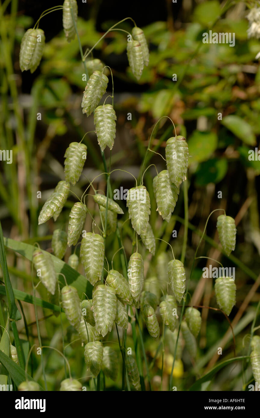 Common quaking grass Briza maxima flowering grass Stock Photo