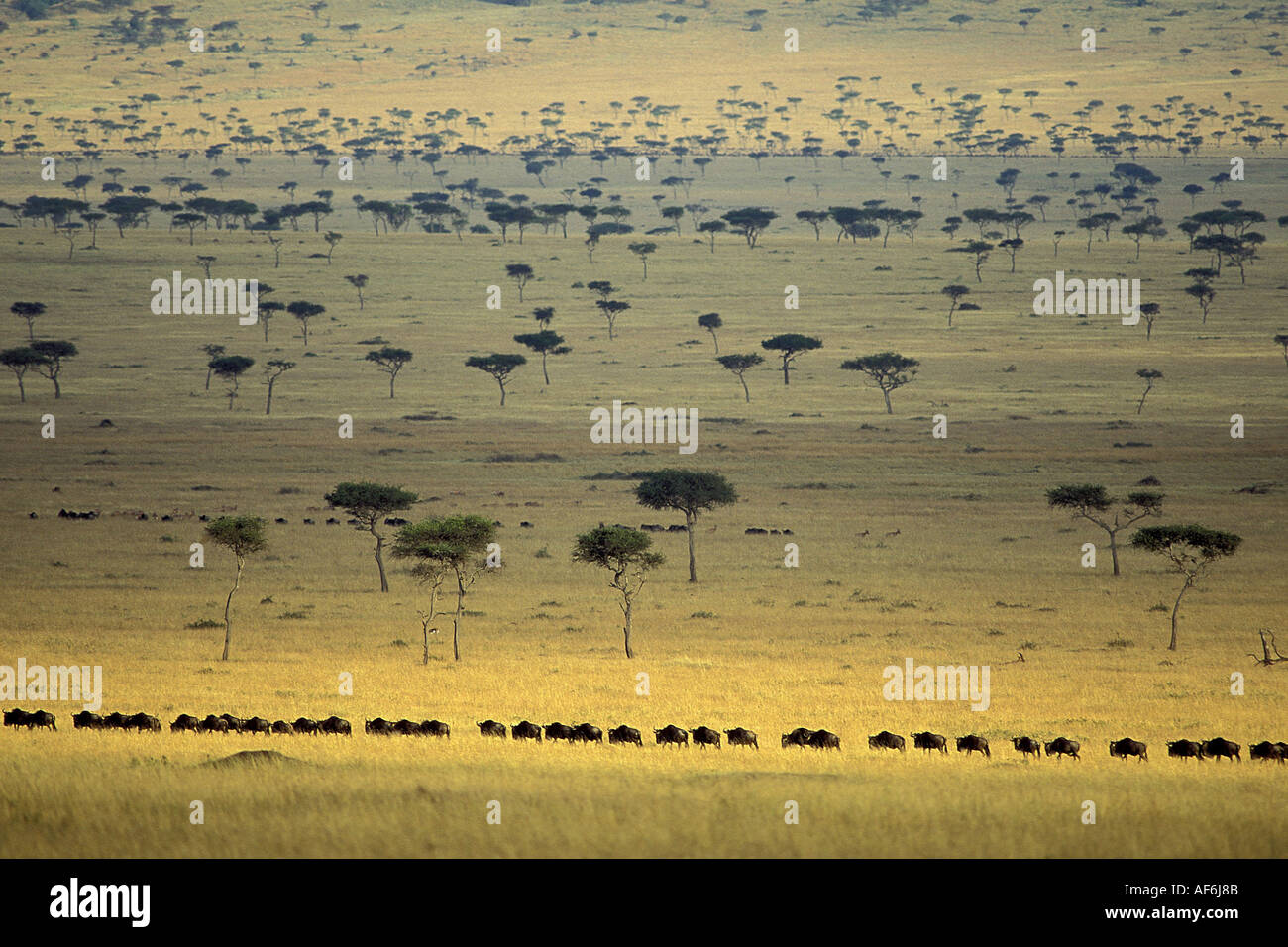 Kenya masai mara park hi-res stock photography and images - Alamy